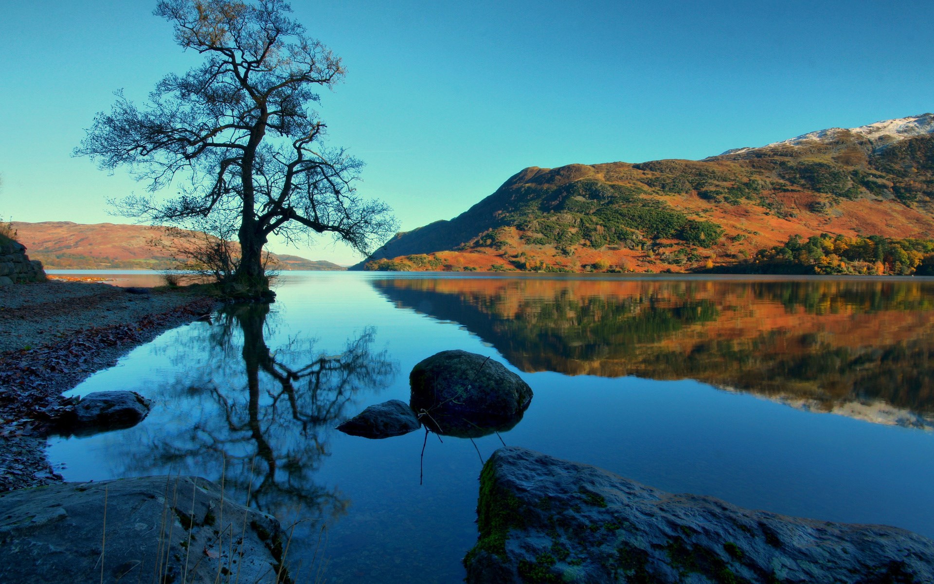 Tree reflected in a lake with autumn mountains HD Wallpaper