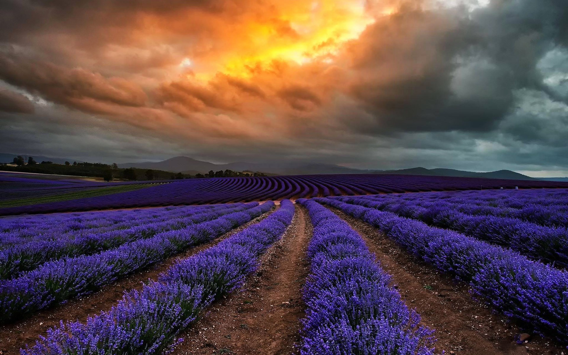 Lavender field under dramatic sunset sky HD Wallpaper