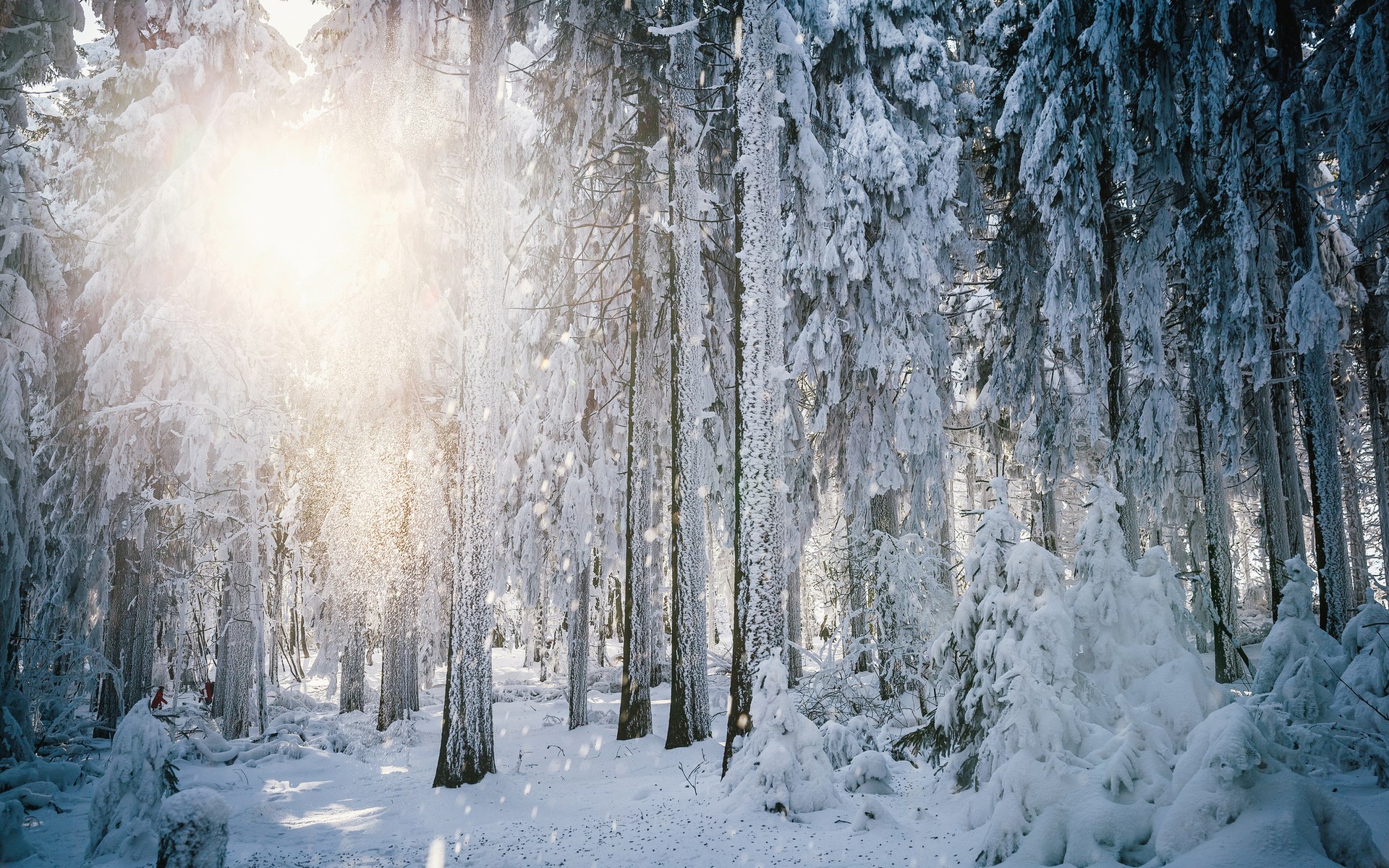 Snowy forest with sunbeams HD Wallpaper
