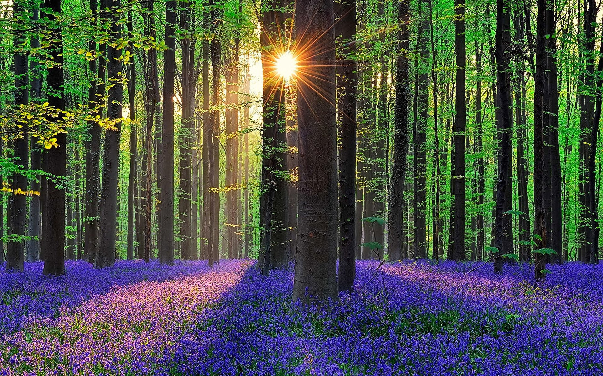 Sunlight streams through a forest with bluebells HD Wallpaper