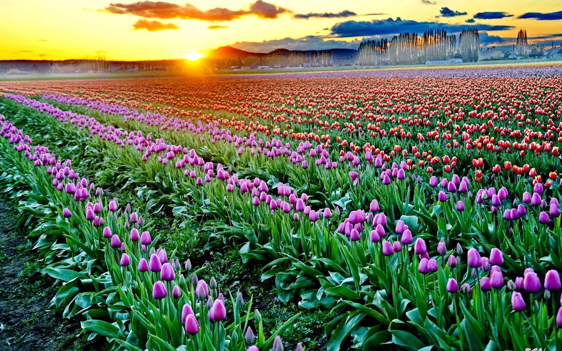 Field of Purple and Red Tulips at Sunset HD Wallpaper