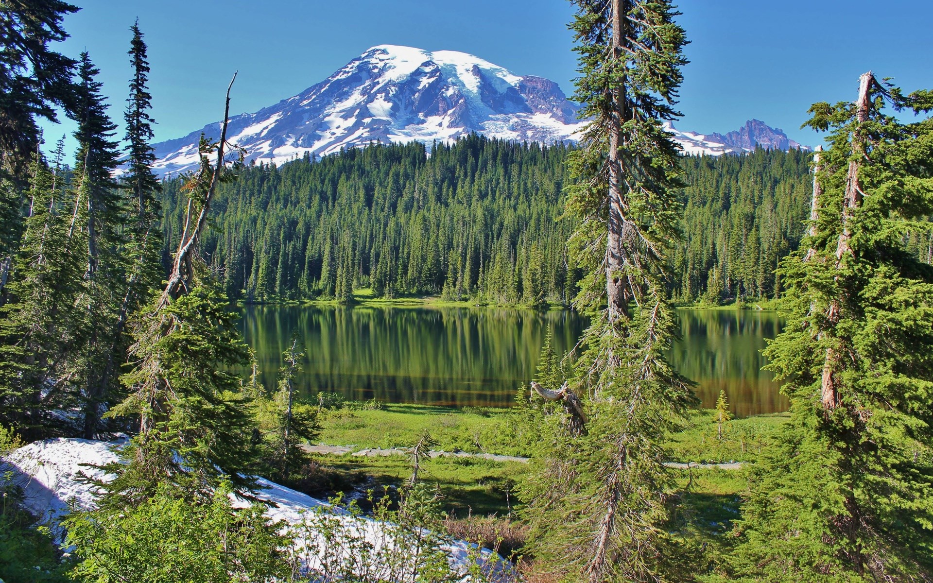 Mount Rainier reflected in a lake with pine forest HD Wallpaper