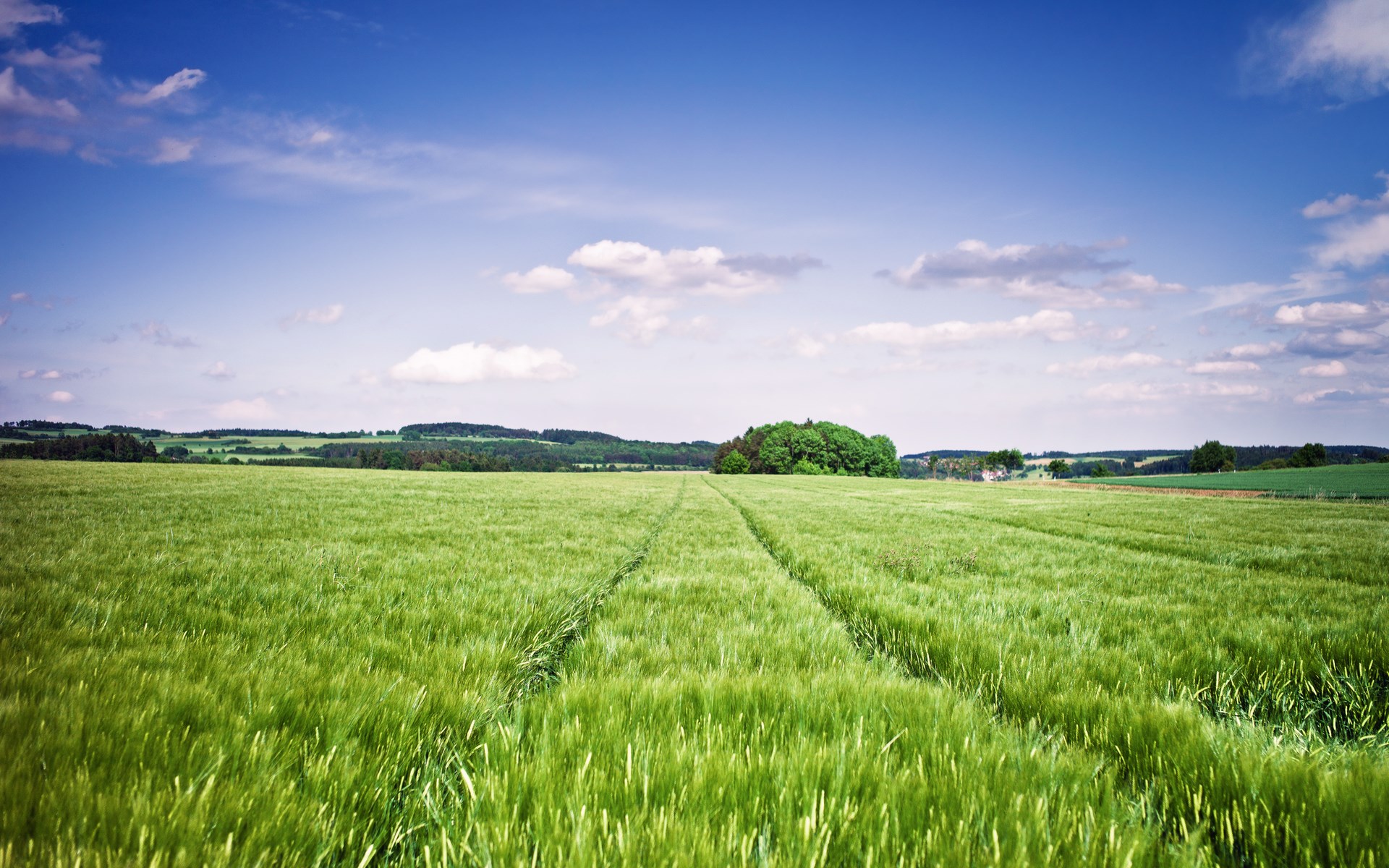 Green field under a blue sky with clouds HD Wallpaper
