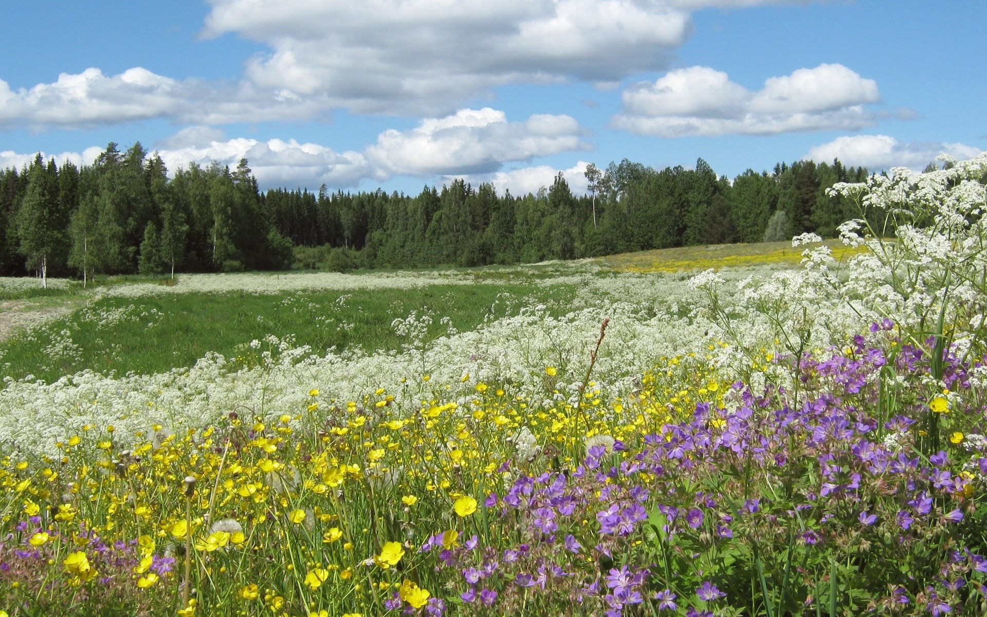 Wildflower meadow with forest and clouds HD Wallpaper