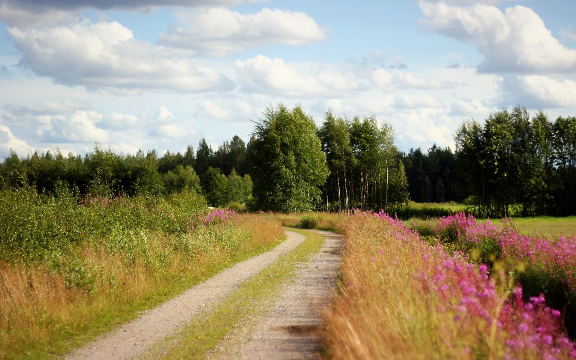 Dirt road through a field of flowers and trees HD Wallpaper