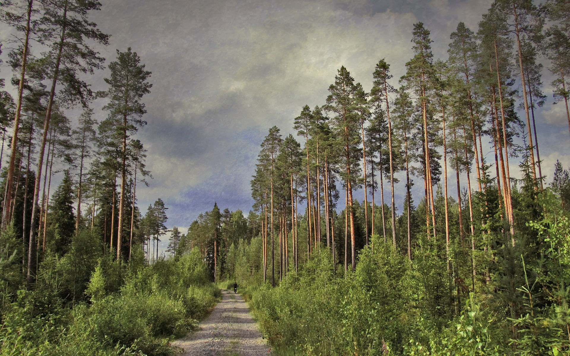 A gravel path winds through a pine forest under a cloudy sky. HD Wallpaper