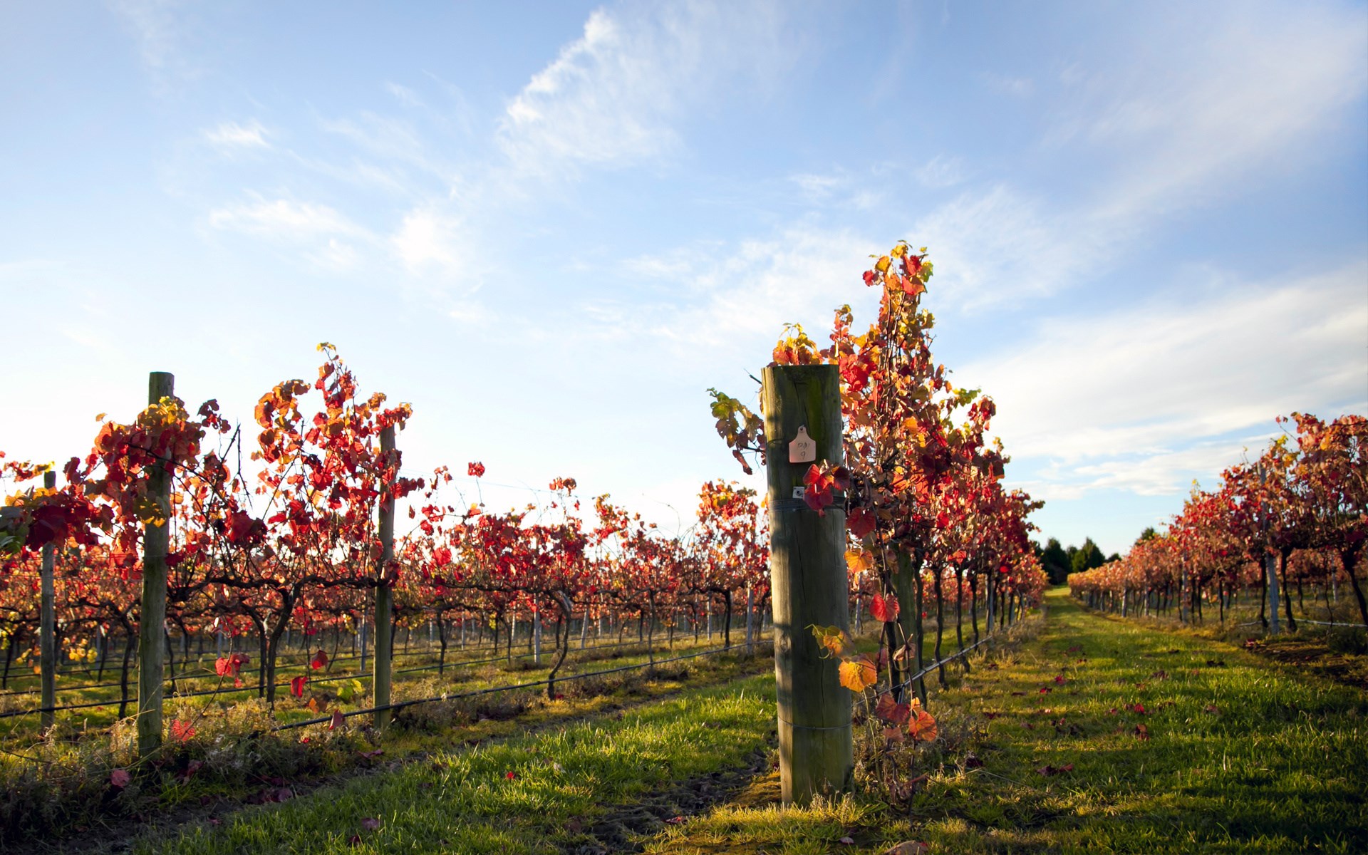 Vineyard with red leaves in autumn HD Wallpaper