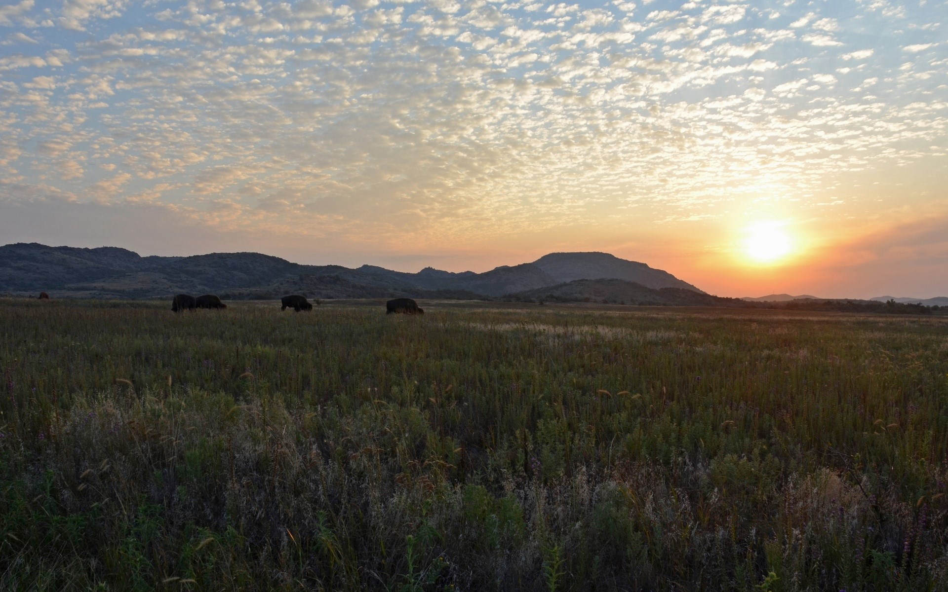 Bison grazing in a field at sunset HD Wallpaper