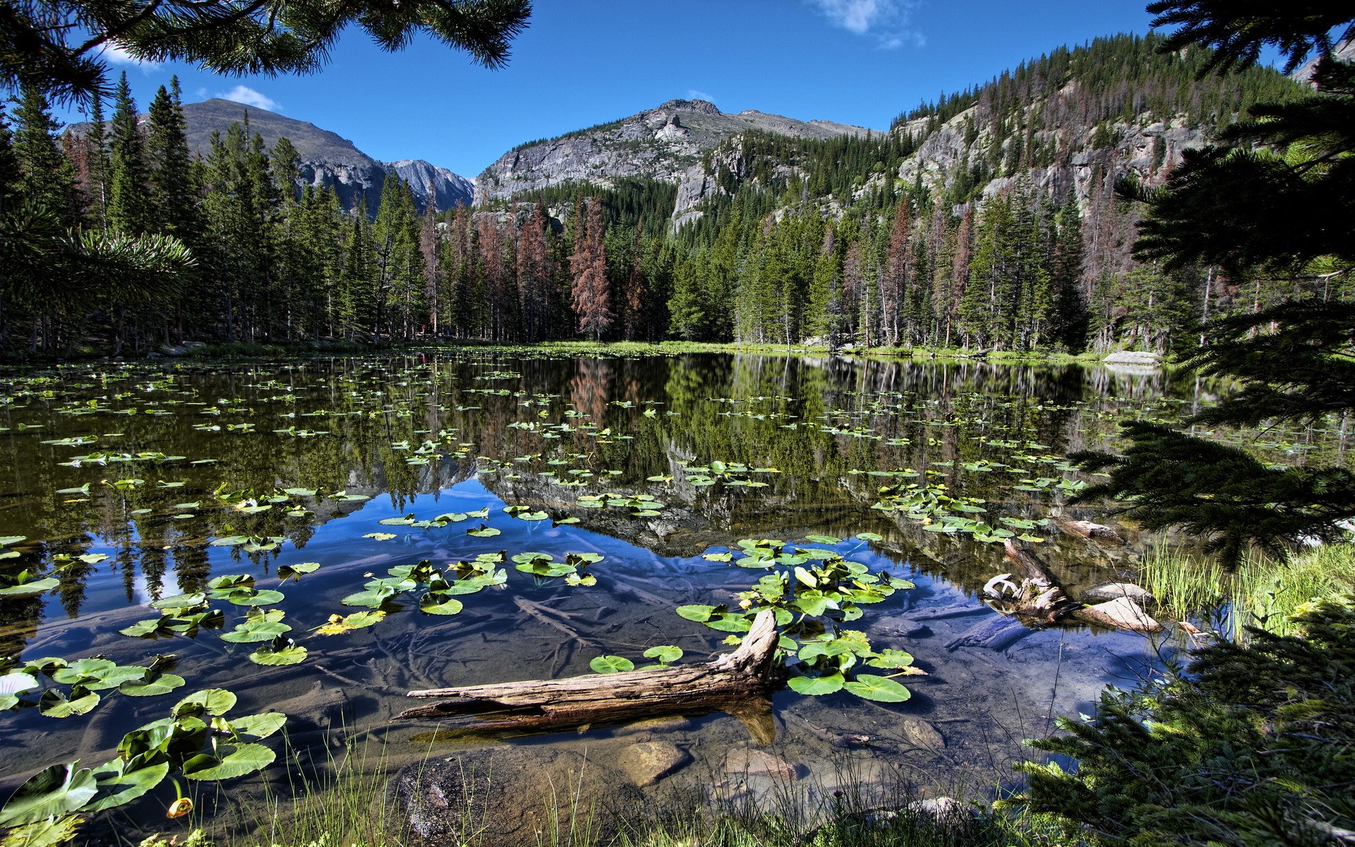 Lake with Lily Pads and Mountains HD Wallpaper