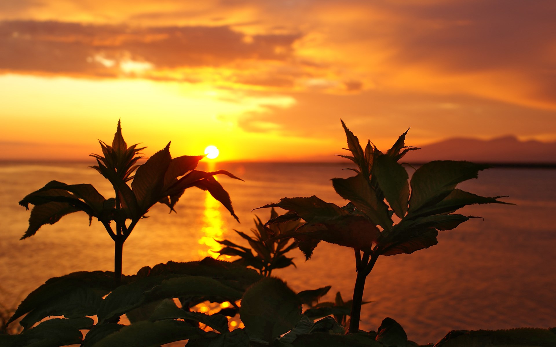 Sunset over the ocean with silhouetted plants HD Wallpaper