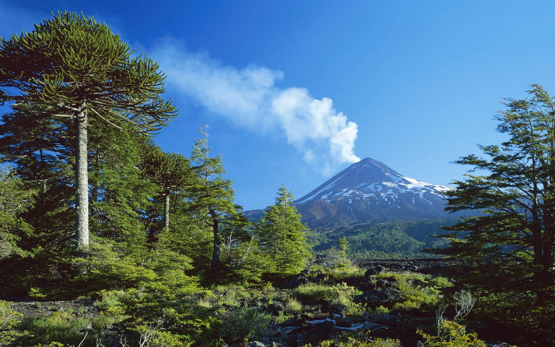Volcano with smoke and Araucaria trees HD Wallpaper