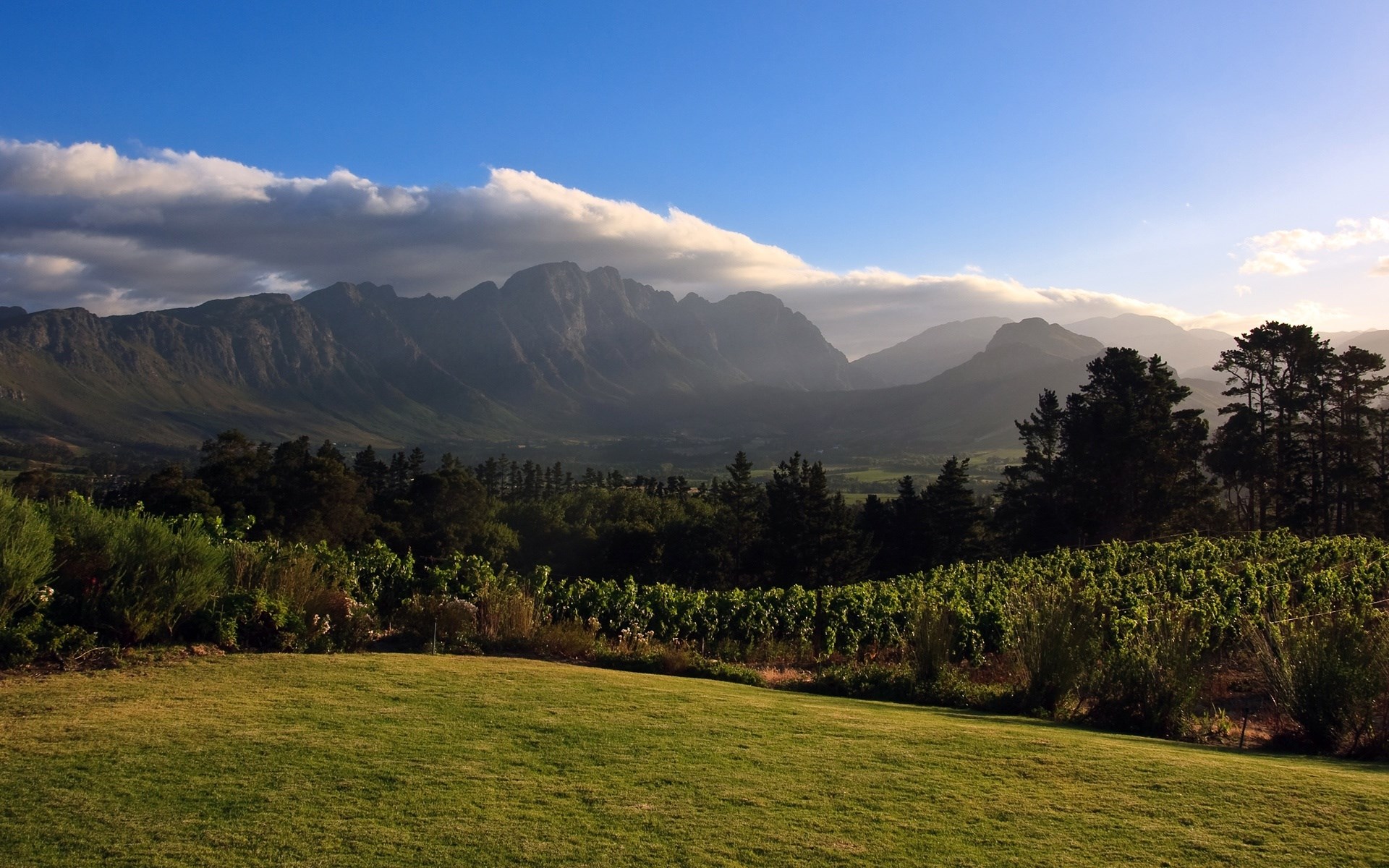 Vineyard and mountains at sunset HD Wallpaper