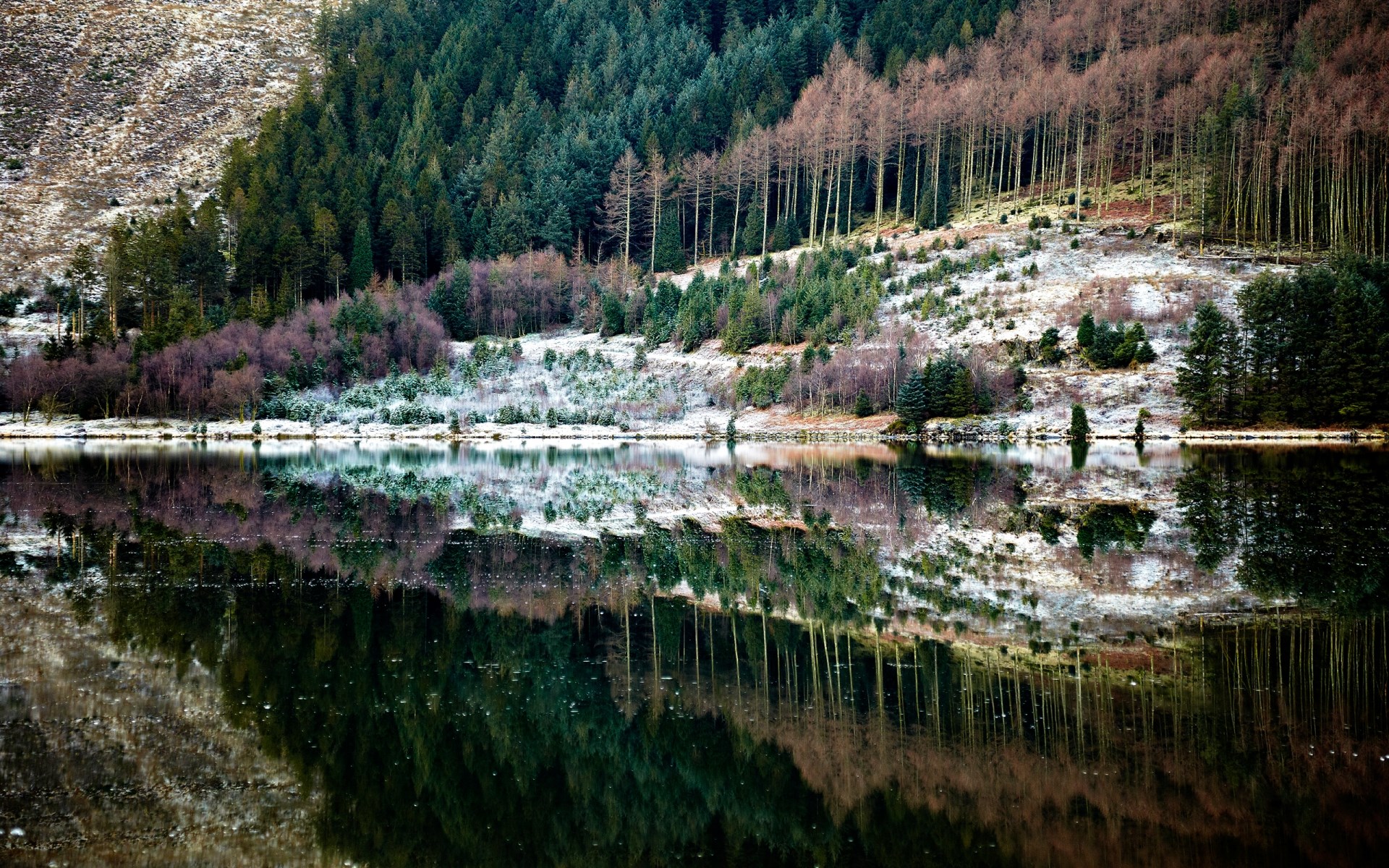 Forest reflected in a lake with snow HD Wallpaper