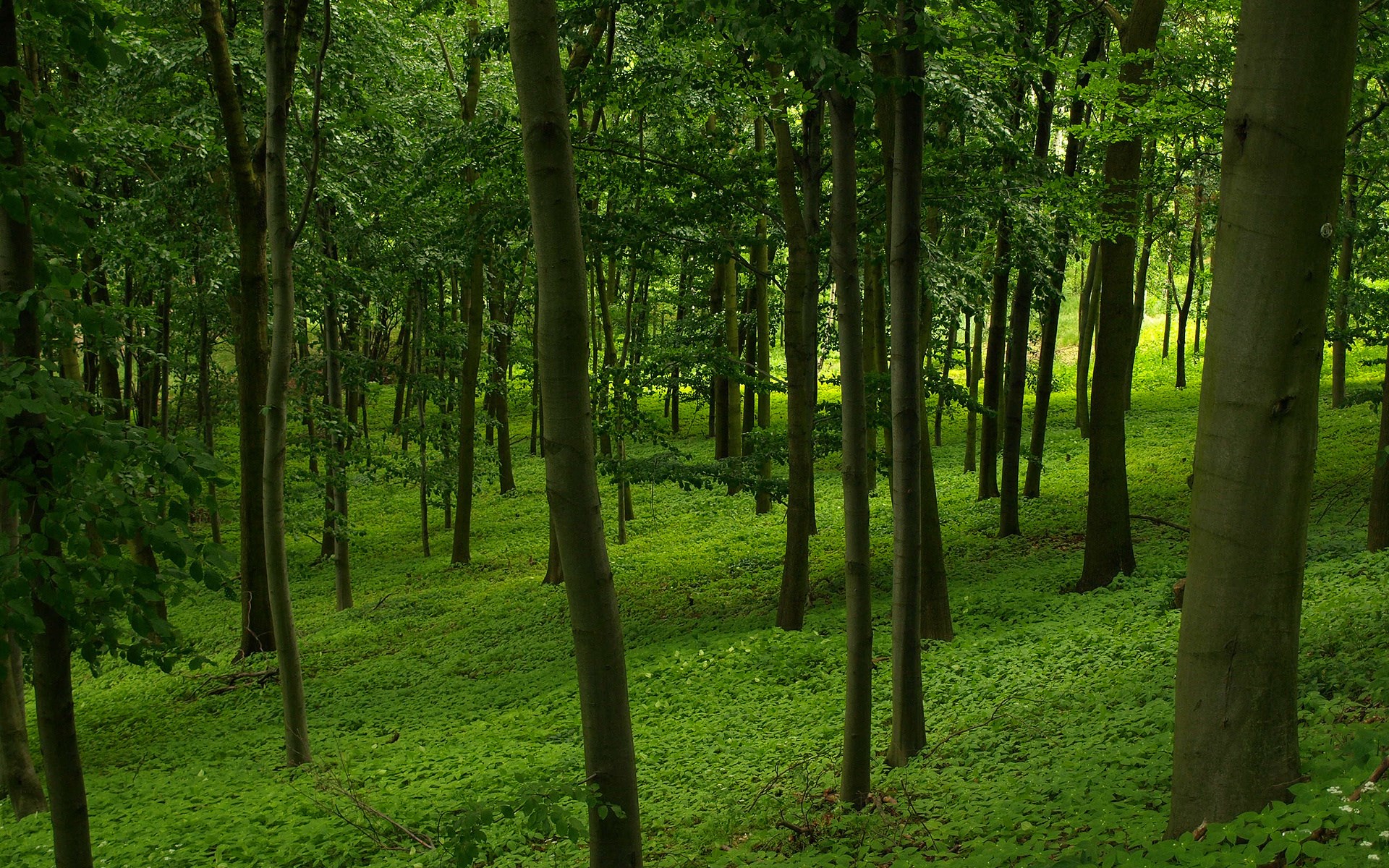 A dense forest with green foliage and tall trees HD Wallpaper