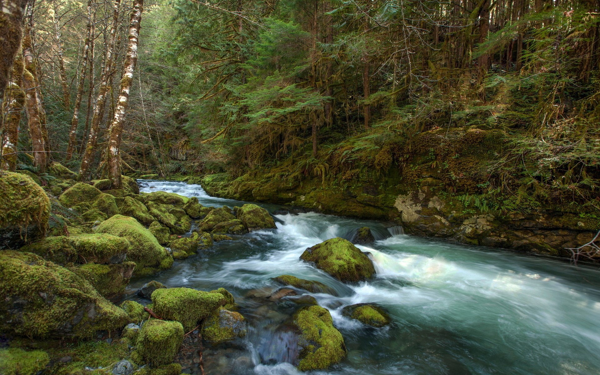 Mossy rocks and a flowing river in a forest HD Wallpaper