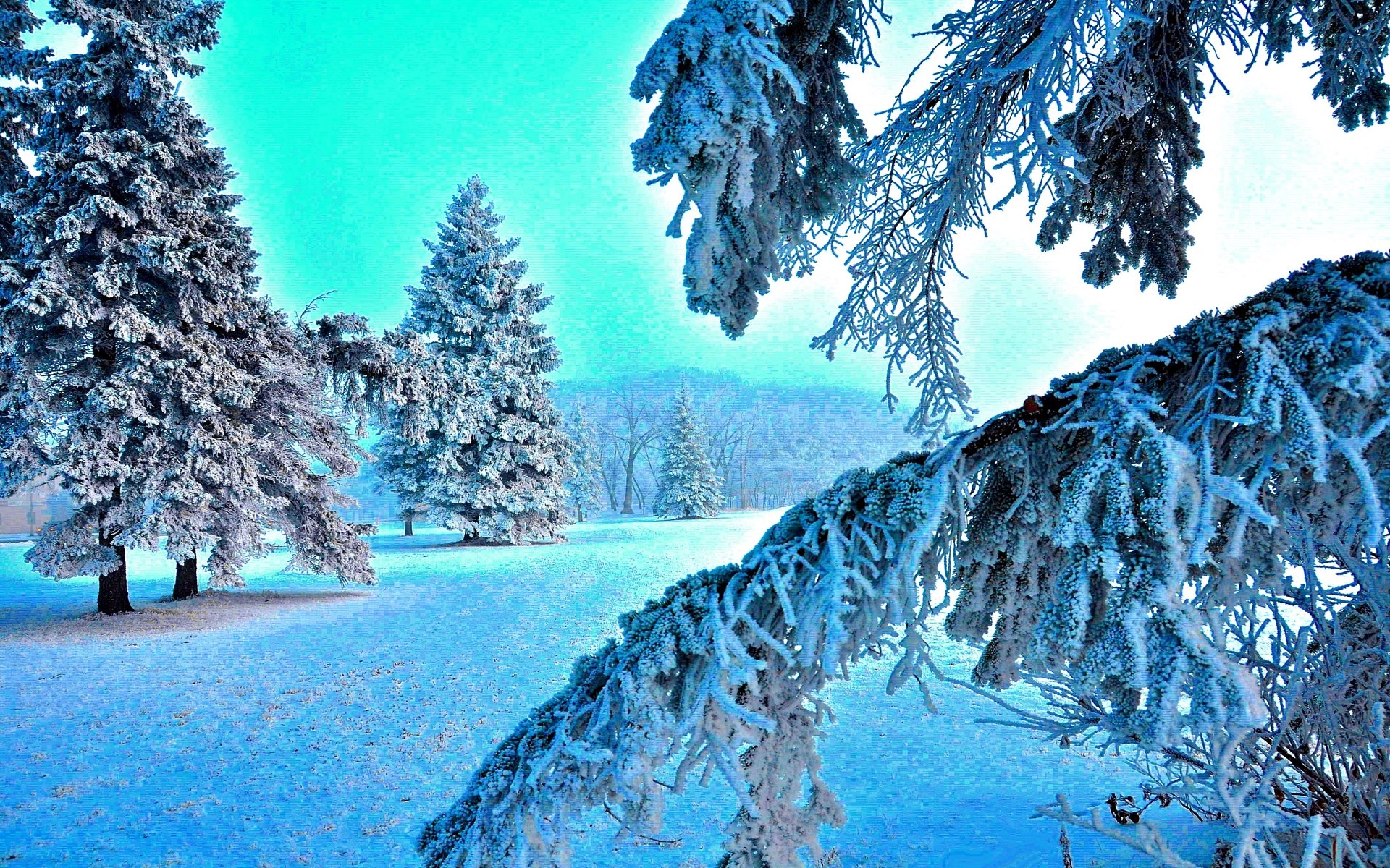 Snow-covered pine trees in a winter landscape HD Wallpaper