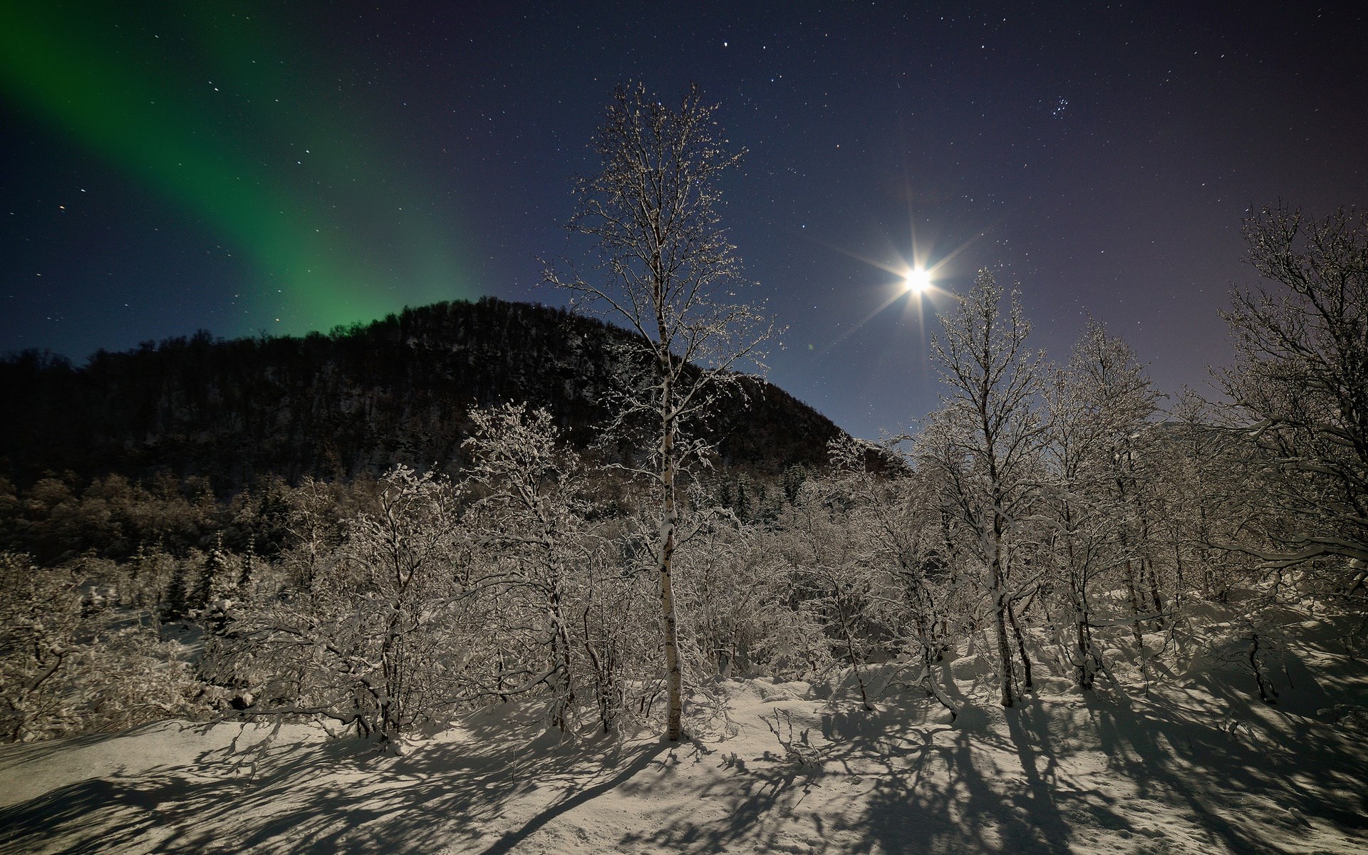 Aurora Borealis over a snowy forest at night HD Wallpaper