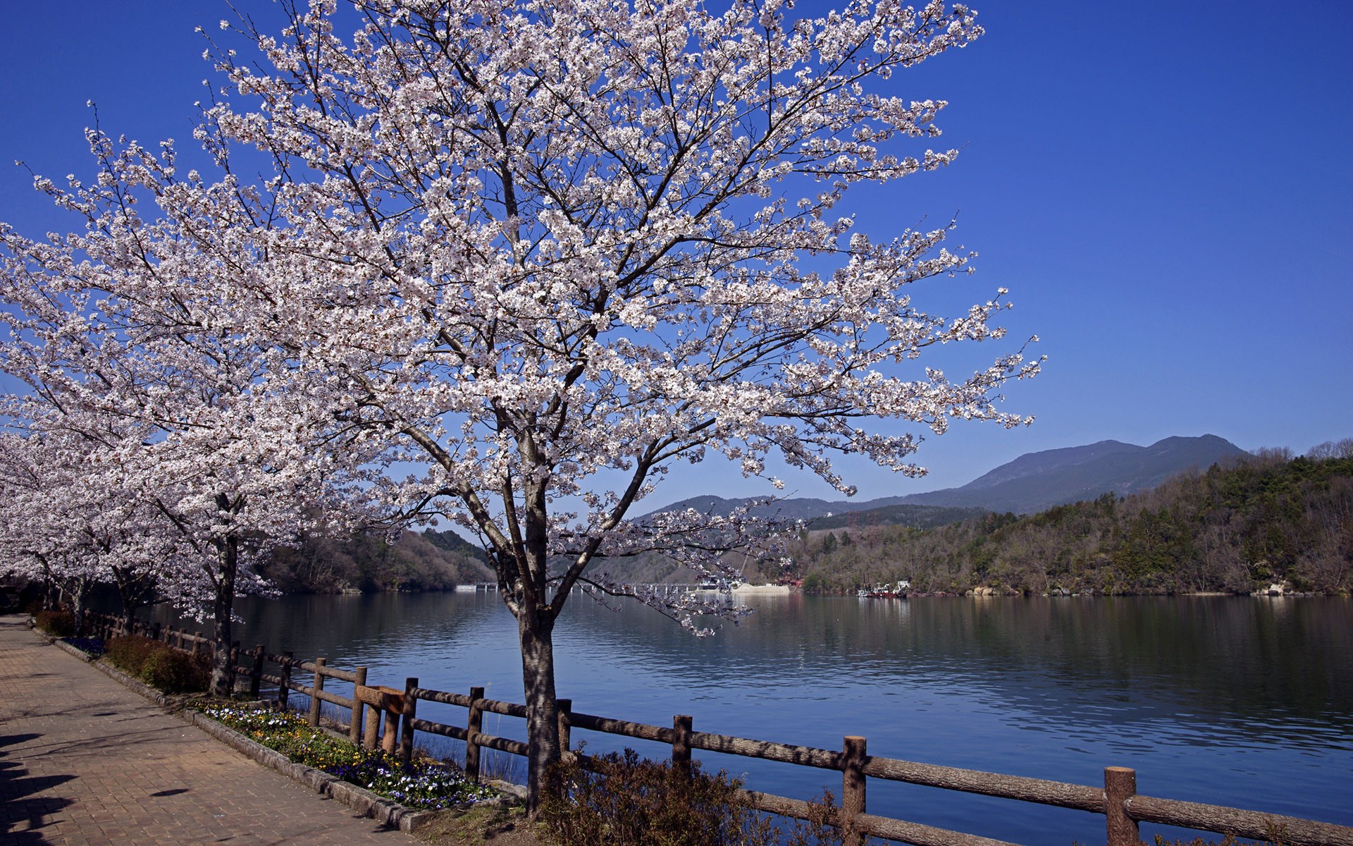 Cherry blossoms line a lake path with mountains in the background HD Wallpaper