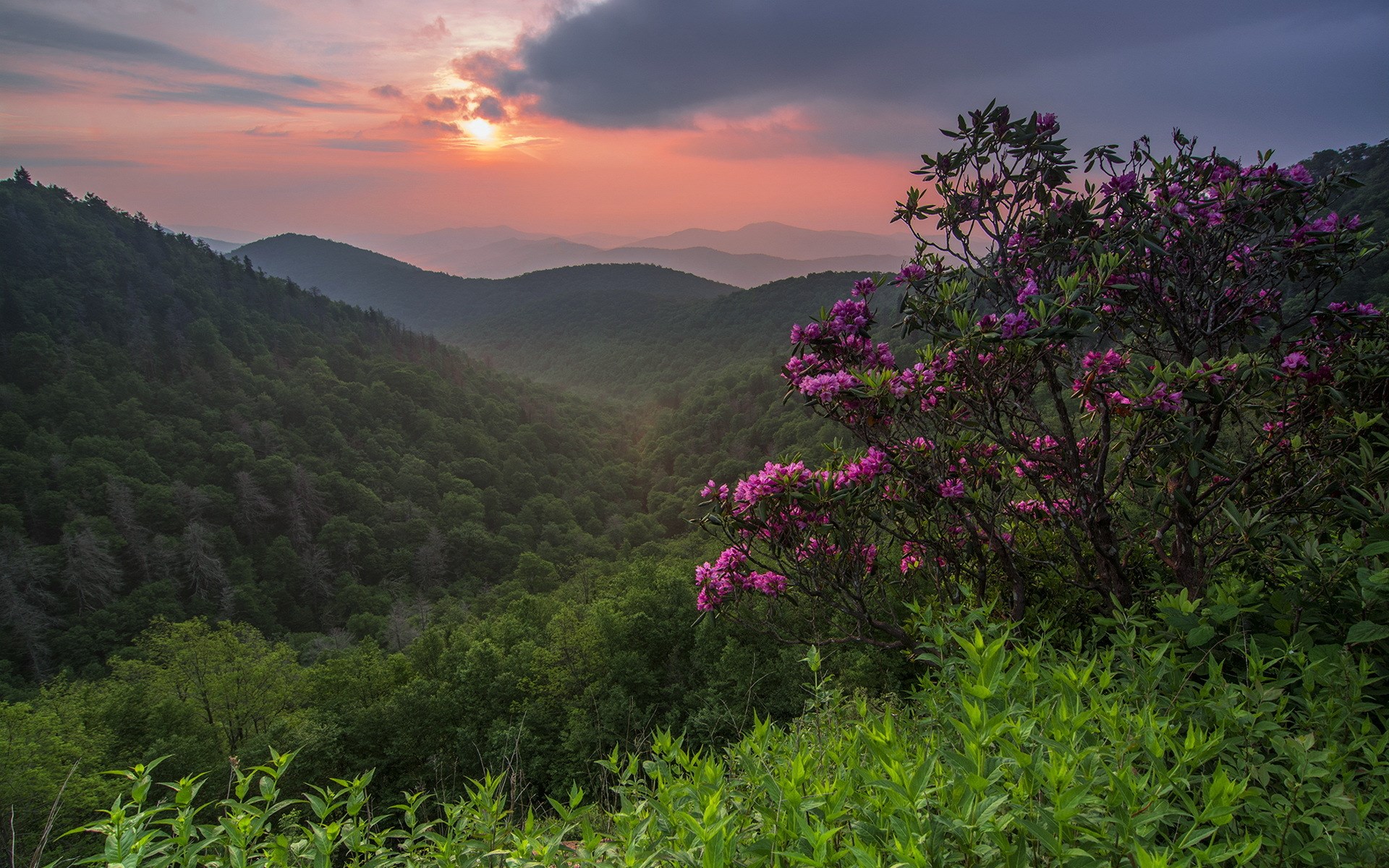Sunset over forested mountains with pink rhododendrons HD Wallpaper