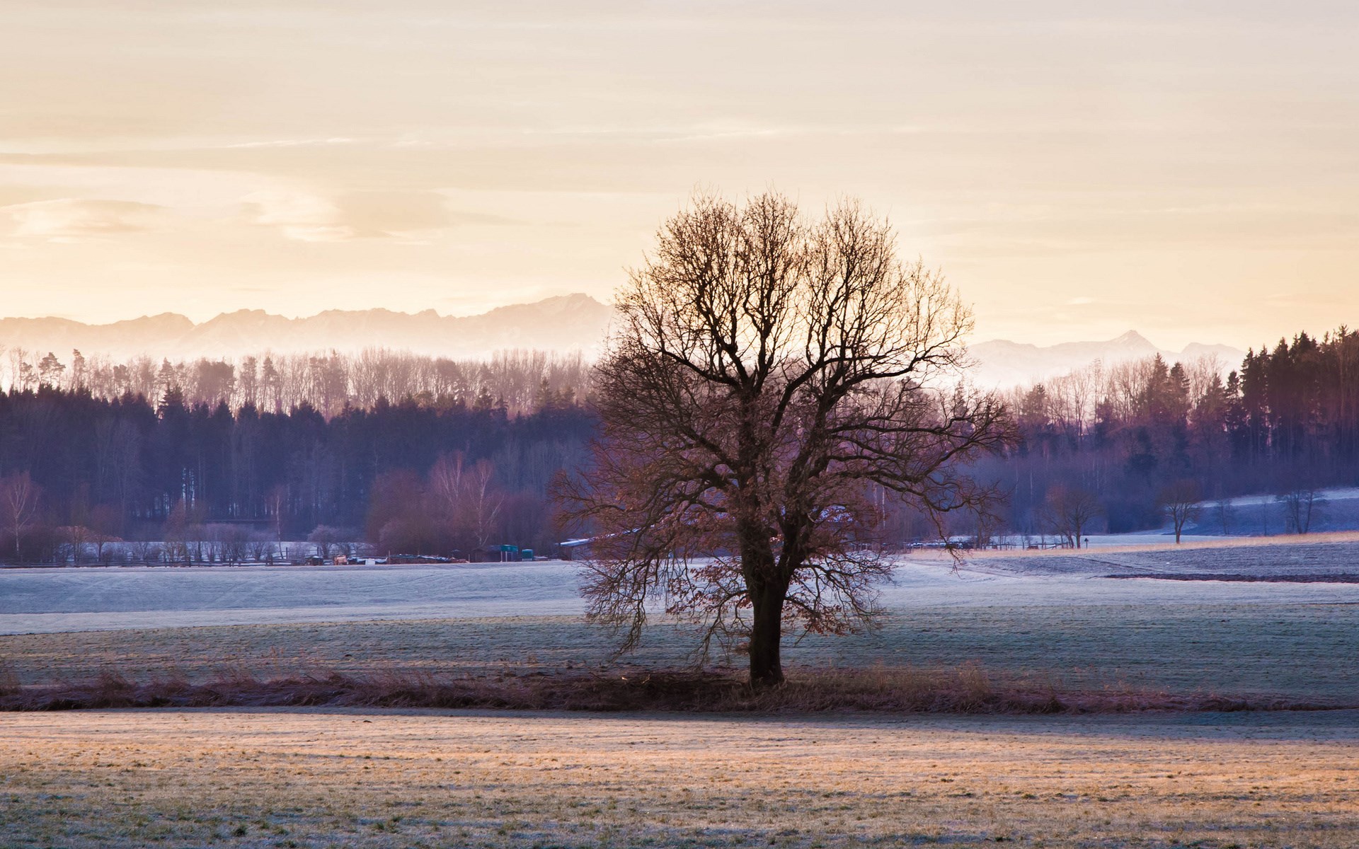 Bare tree in a frosty field with mountains in the distance HD Wallpaper