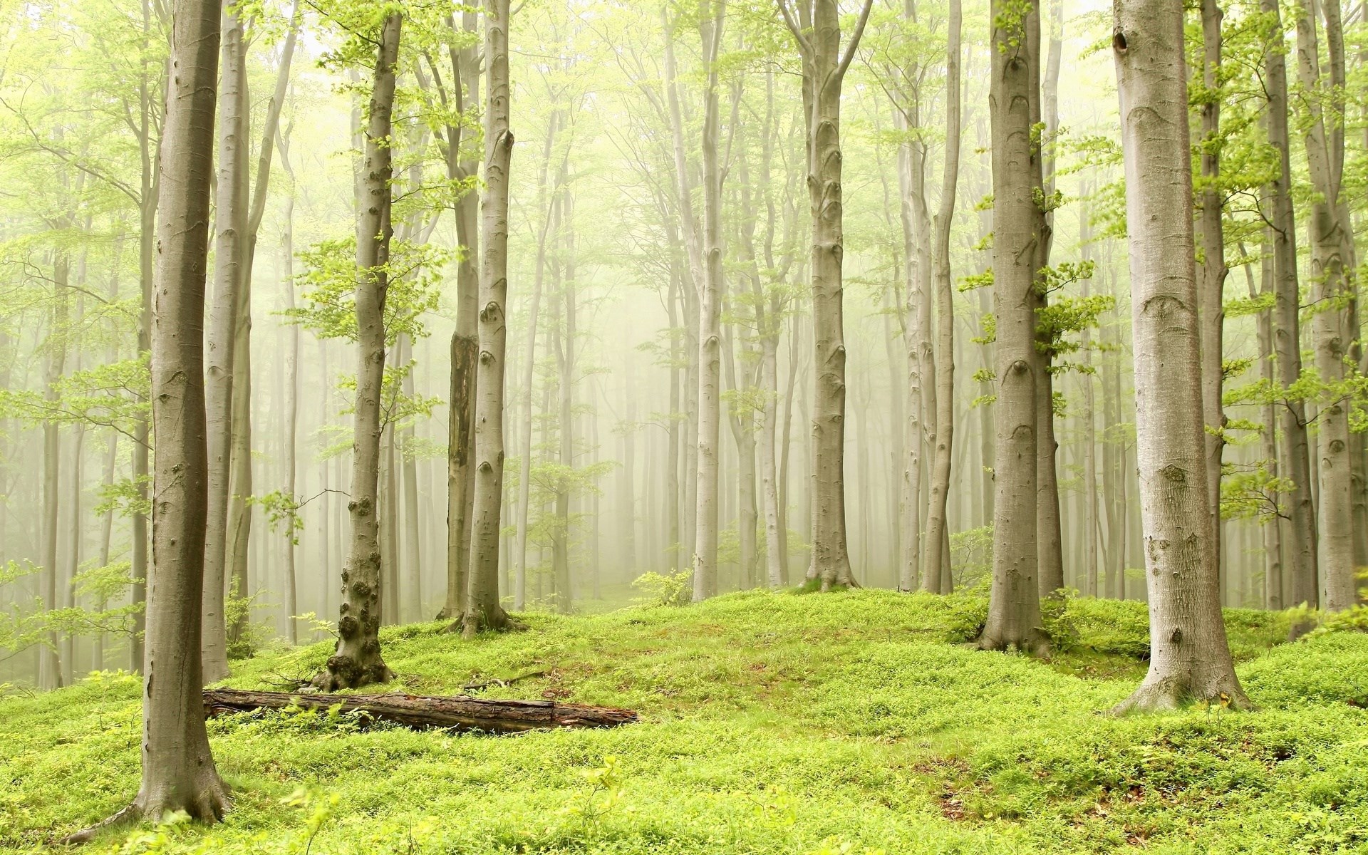 Misty forest with tall trees and green ground cover HD Wallpaper