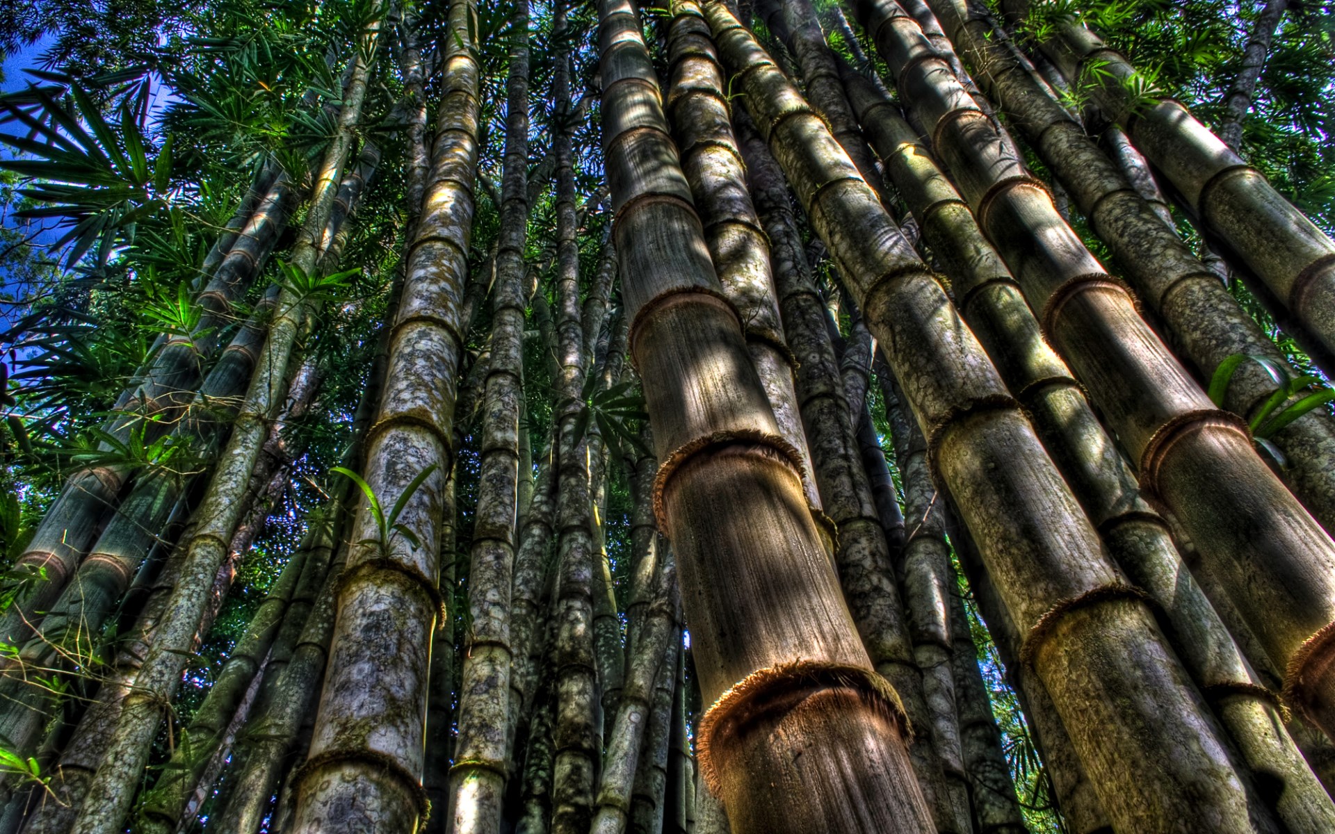 Looking up through a dense bamboo forest HD Wallpaper