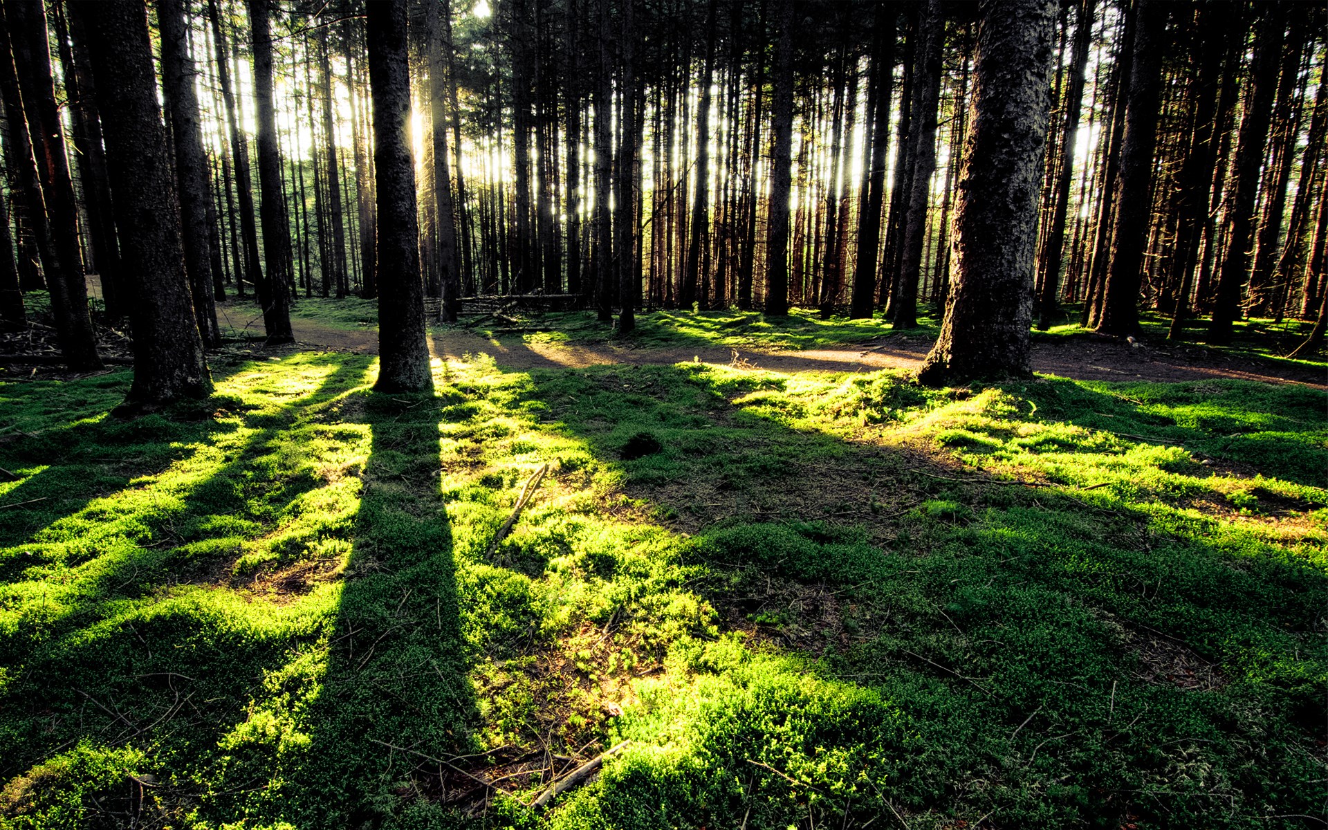 Sunlight filtering through a dense forest with mossy ground HD Wallpaper