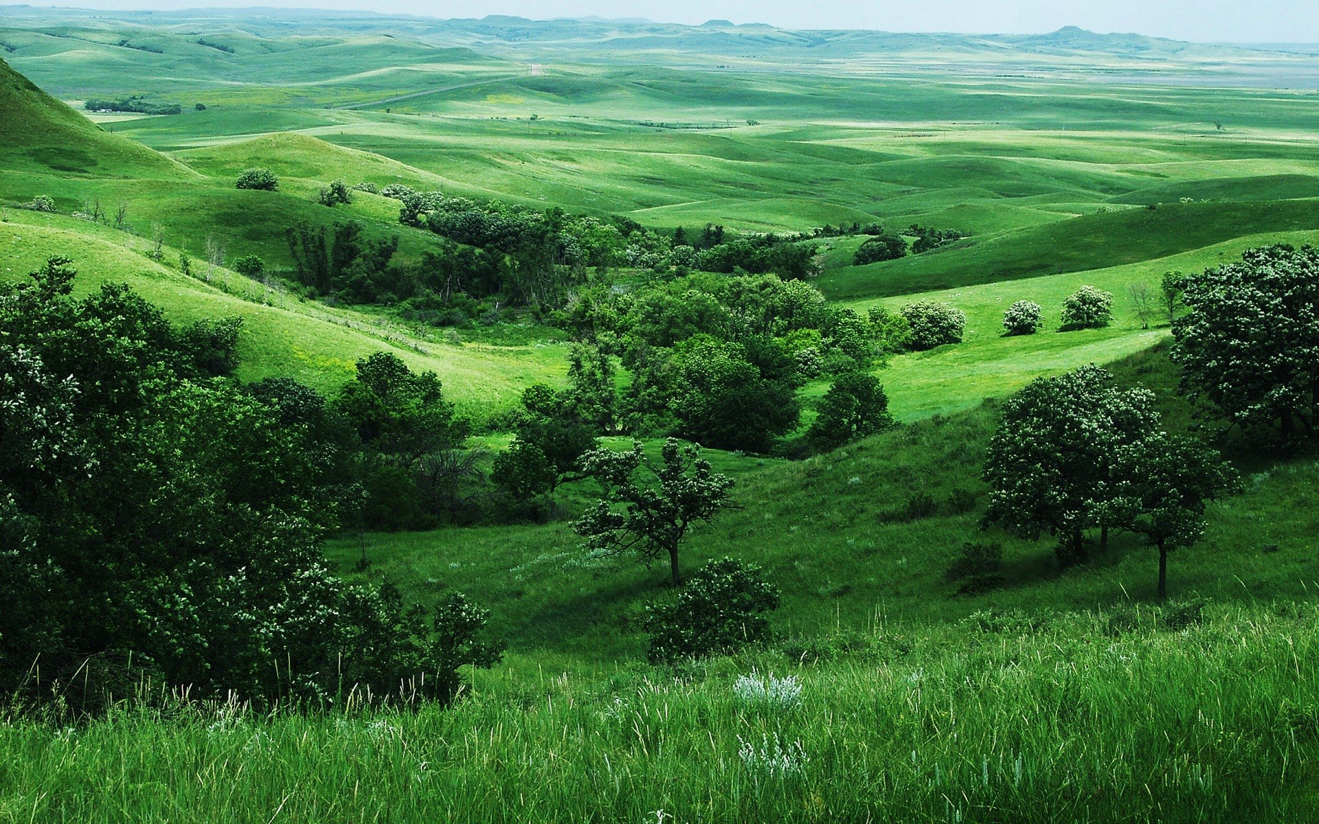 Rolling green hills with scattered trees under a hazy sky HD Wallpaper
