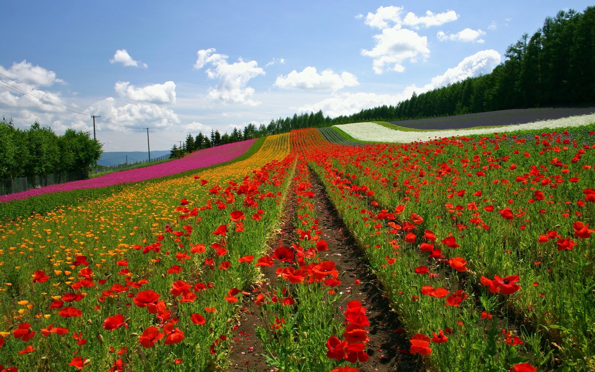 Flower fields with red poppies and colorful stripes HD Wallpaper