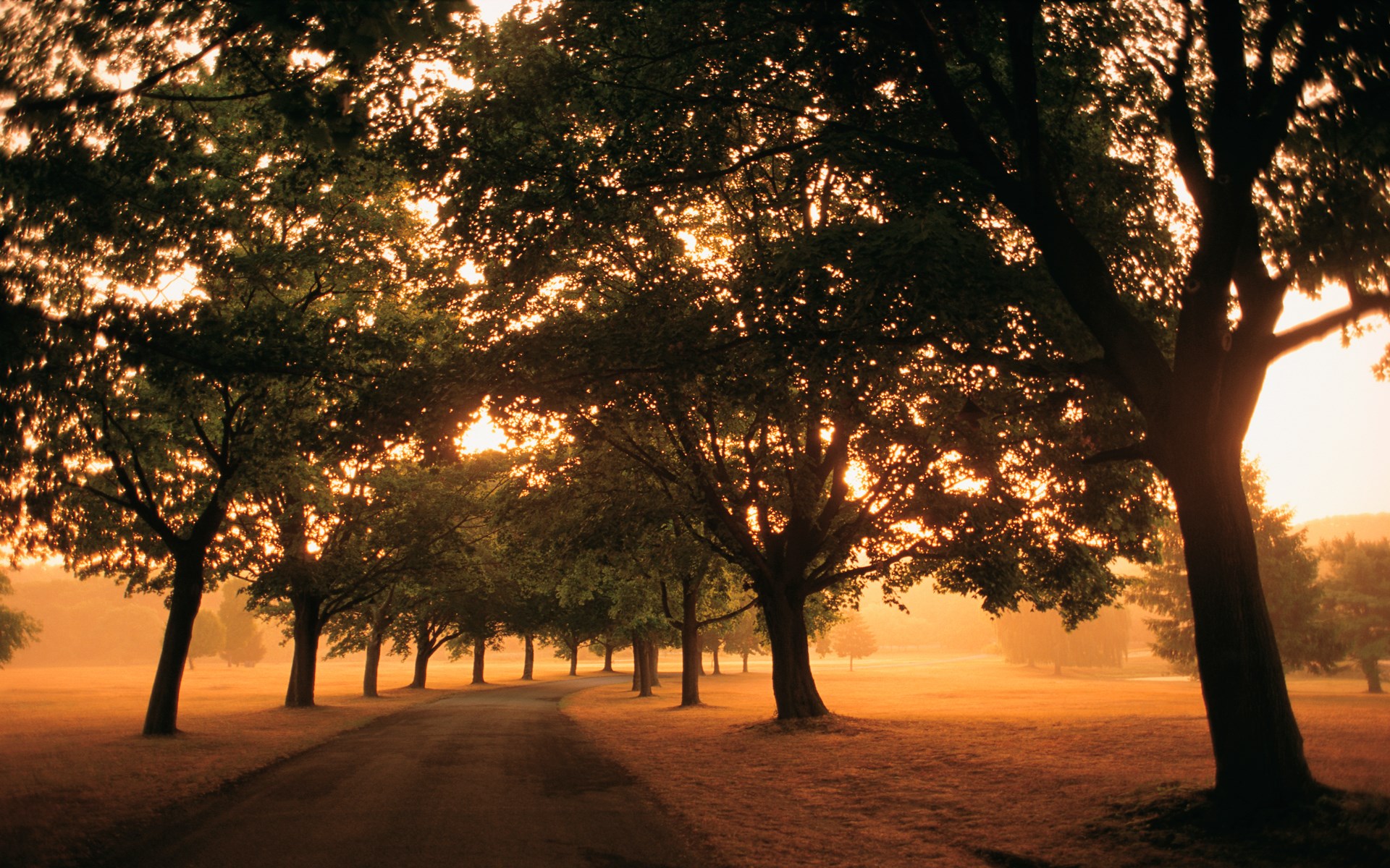 Road lined with trees at sunrise HD Wallpaper