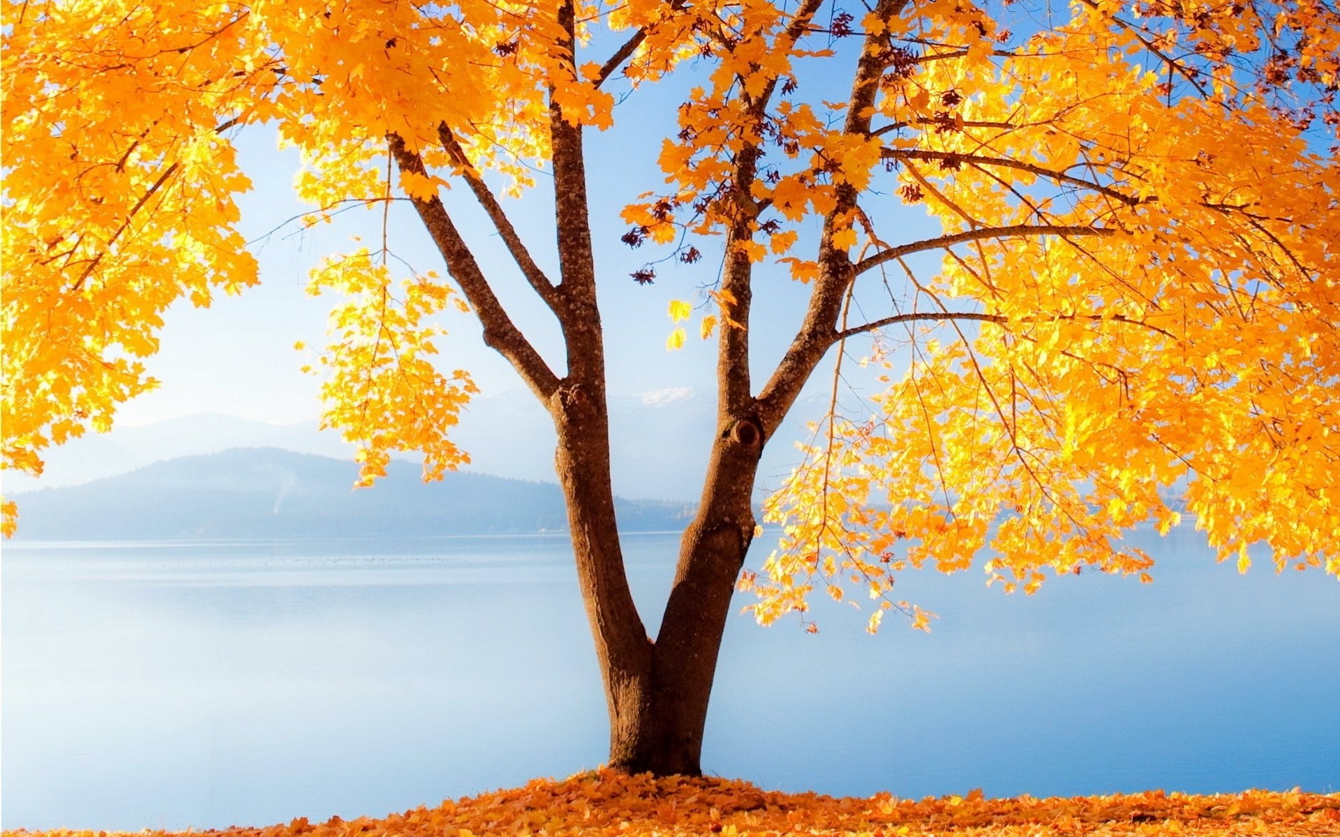Autumn tree by a lake with mountains HD Wallpaper
