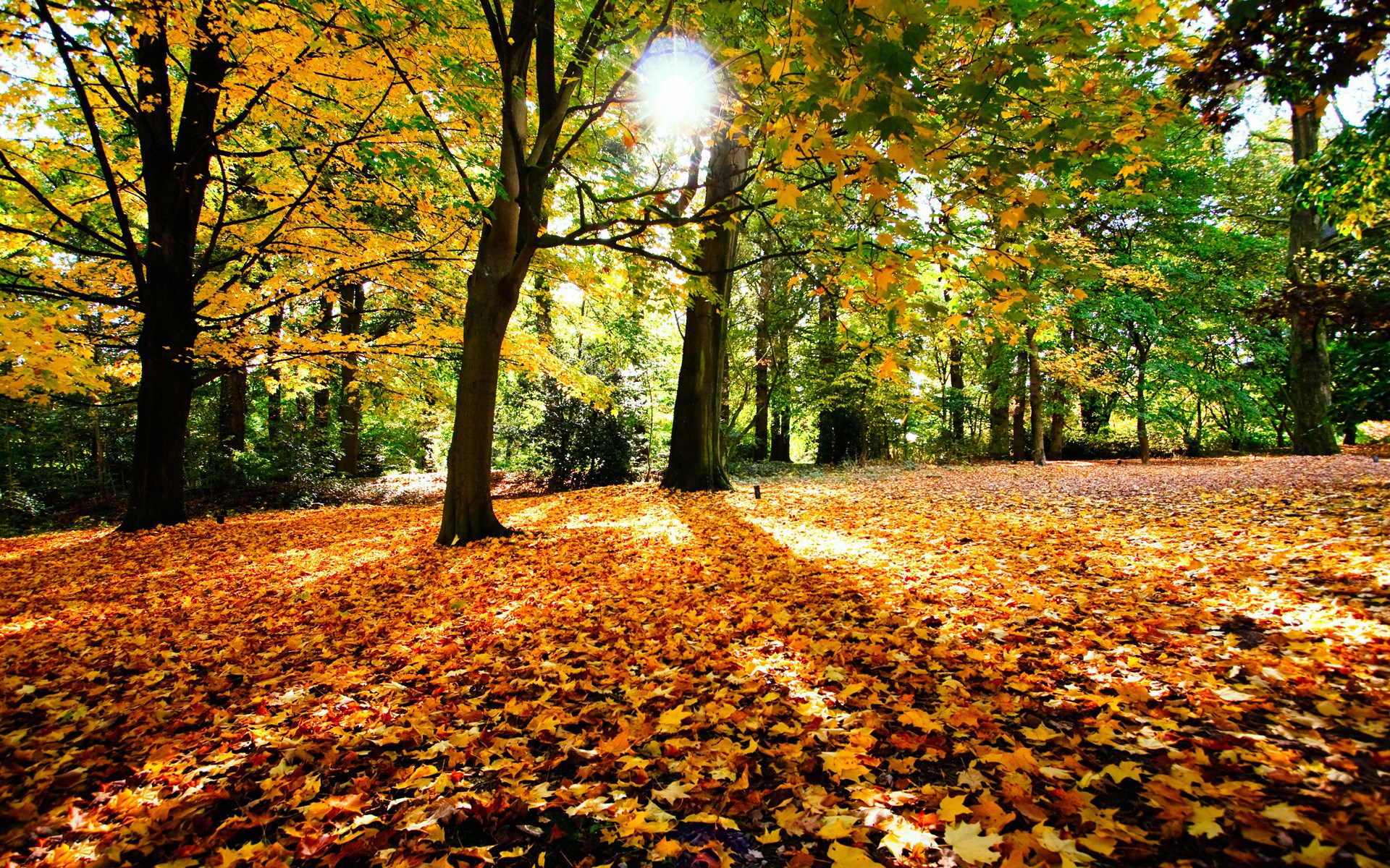 Autumn forest floor covered in fallen leaves HD Wallpaper