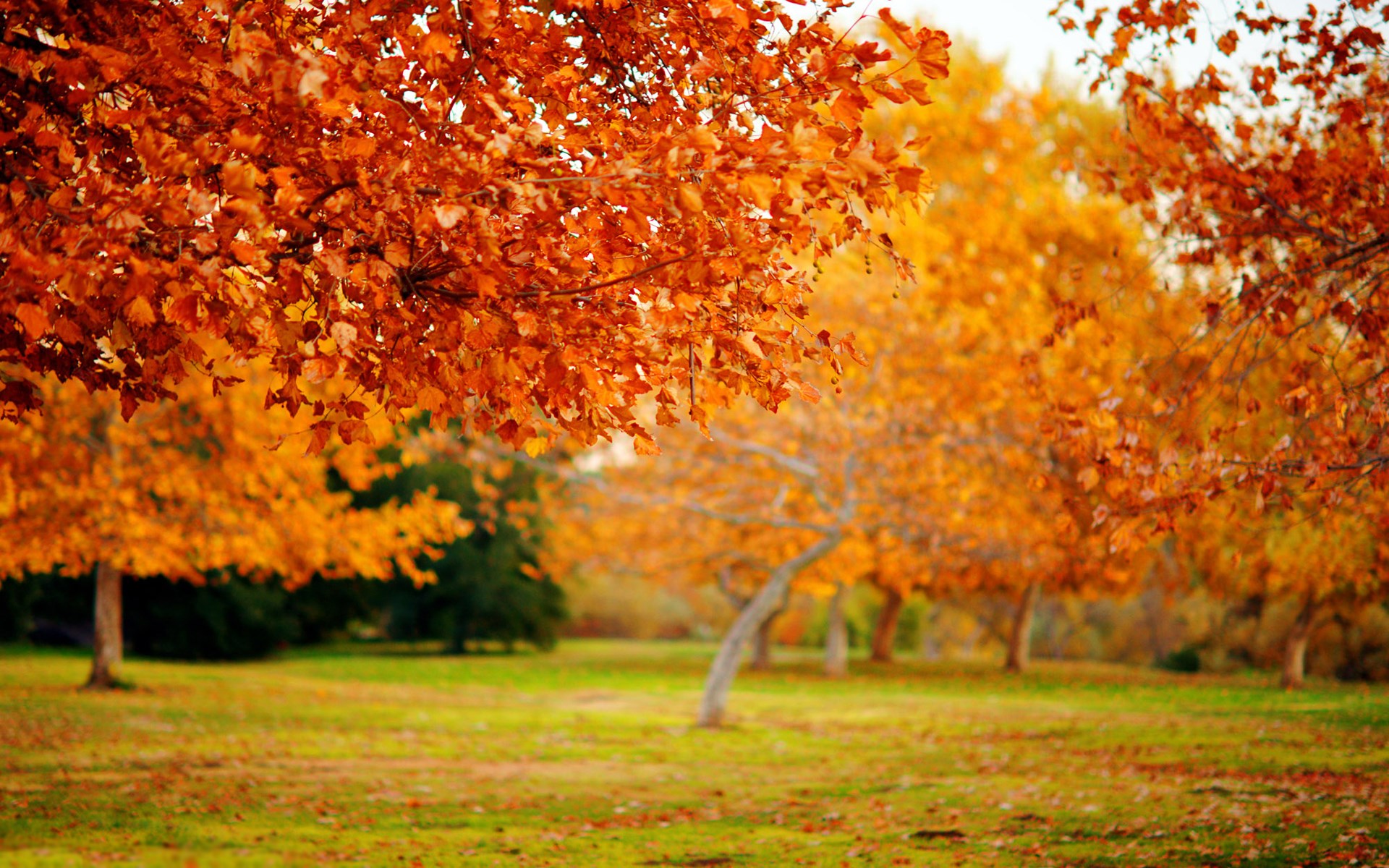 Autumn trees with orange and yellow leaves in a park HD Wallpaper