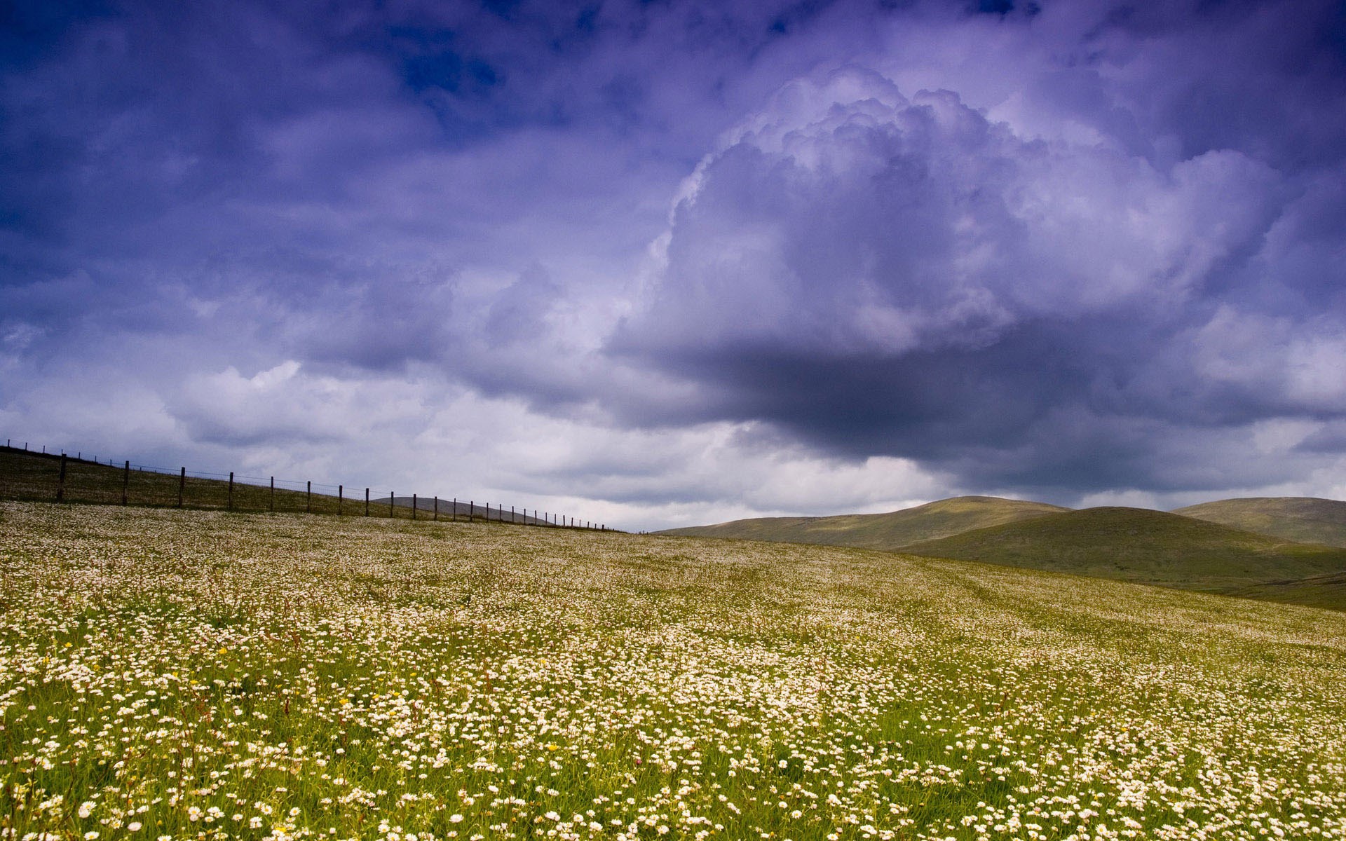 Field of white flowers under a stormy sky HD Wallpaper