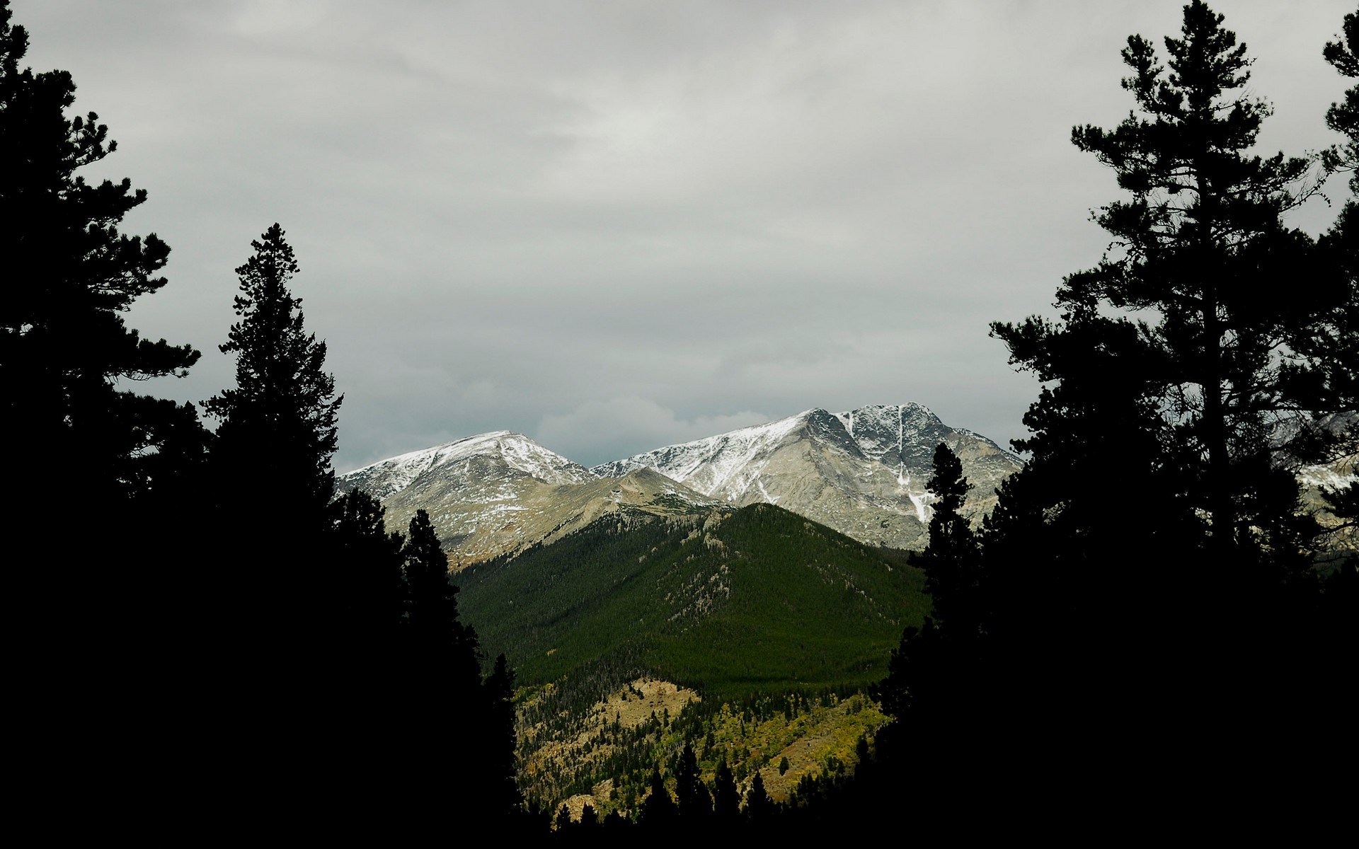 Snow-capped mountains seen through pine trees HD Wallpaper
