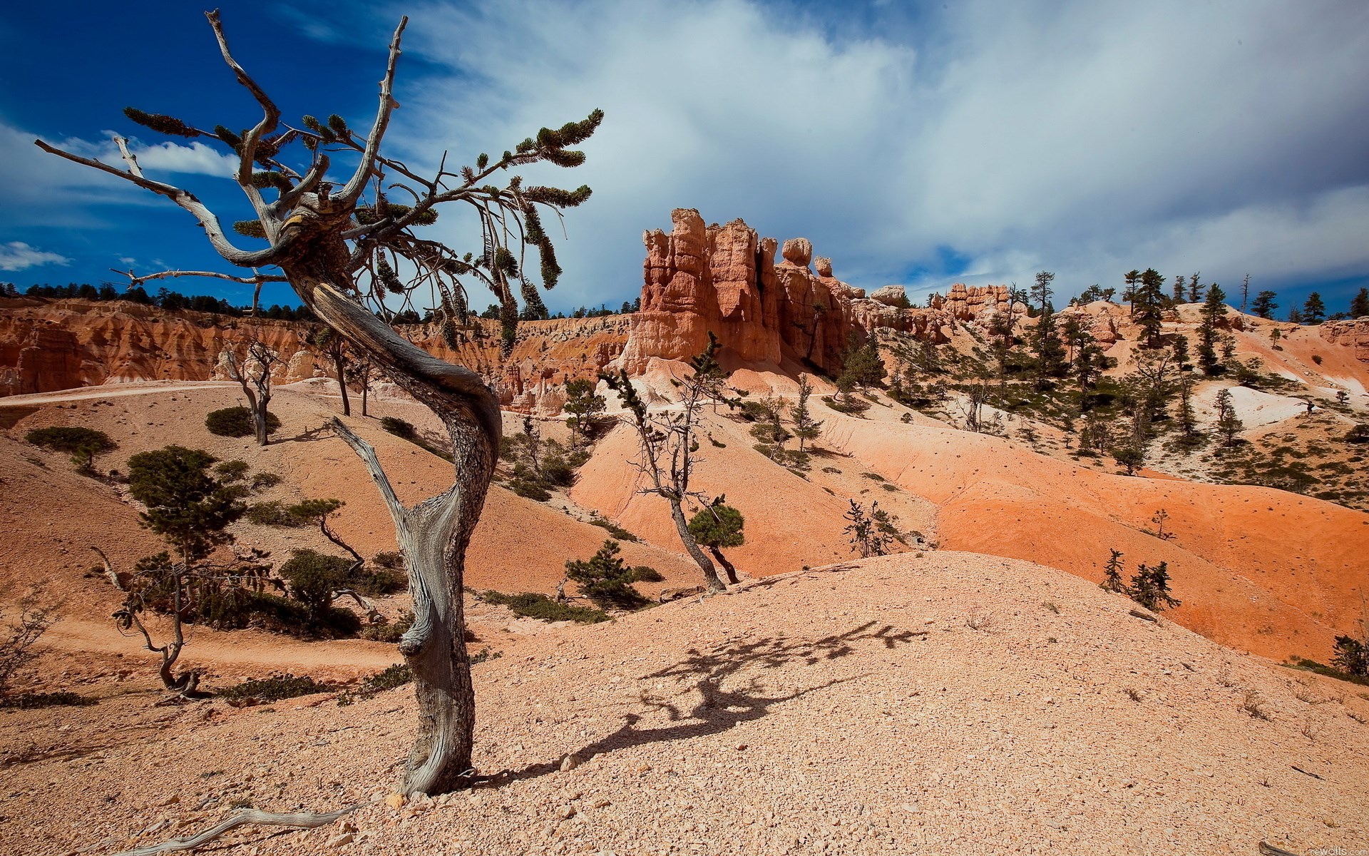 Bryce Canyon National Park landscape with hoodoos and trees HD Wallpaper