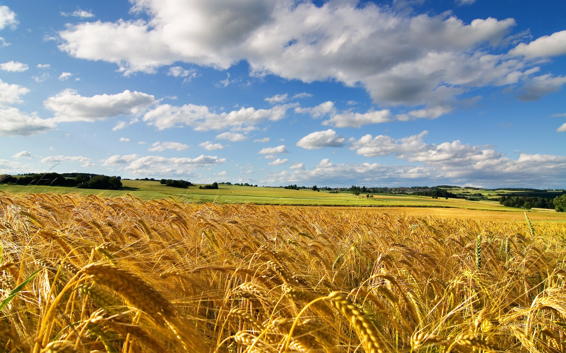 Golden wheat field under a cloudy blue sky HD Wallpaper