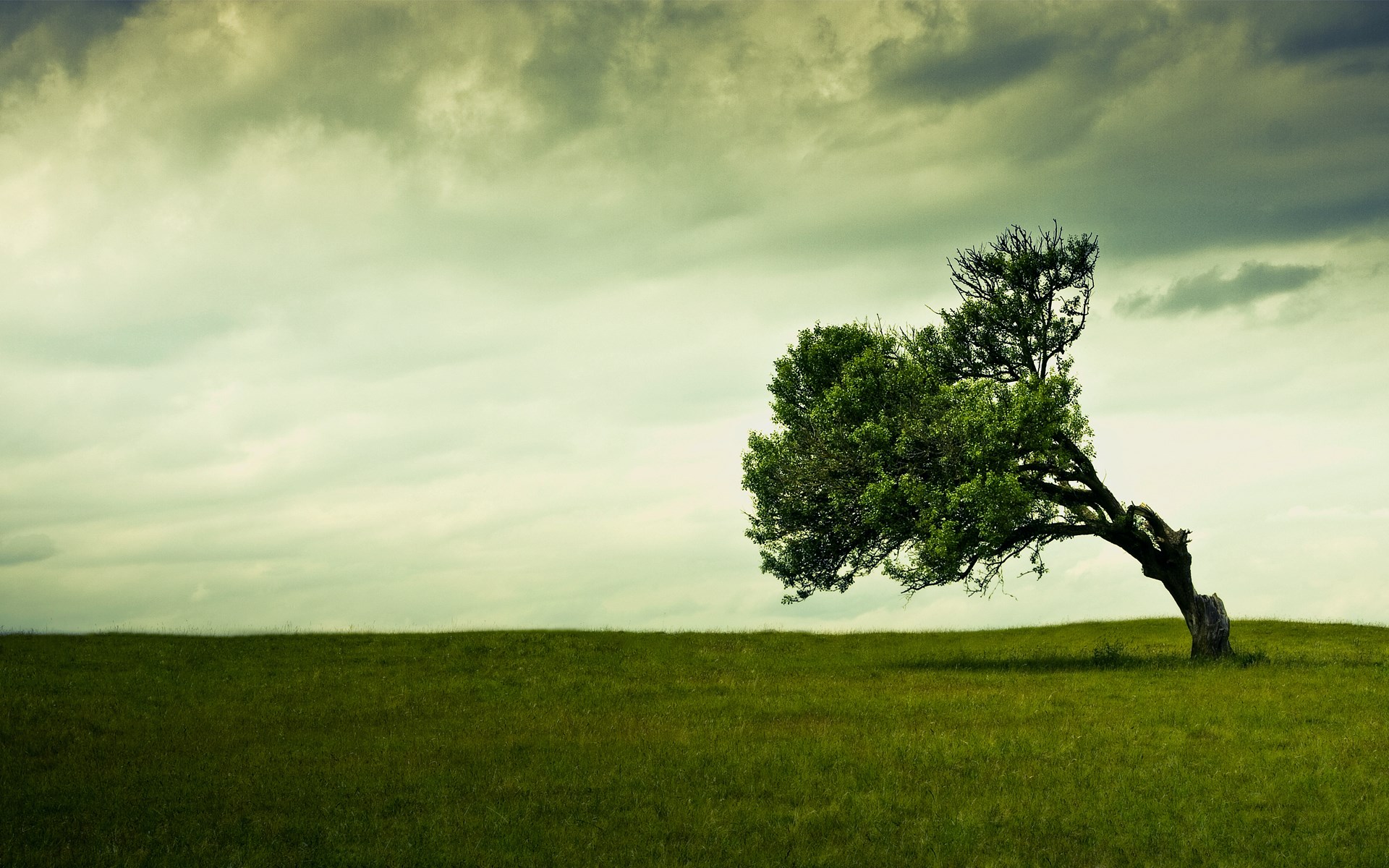 A lone tree bends in a grassy field under a cloudy sky. HD Wallpaper