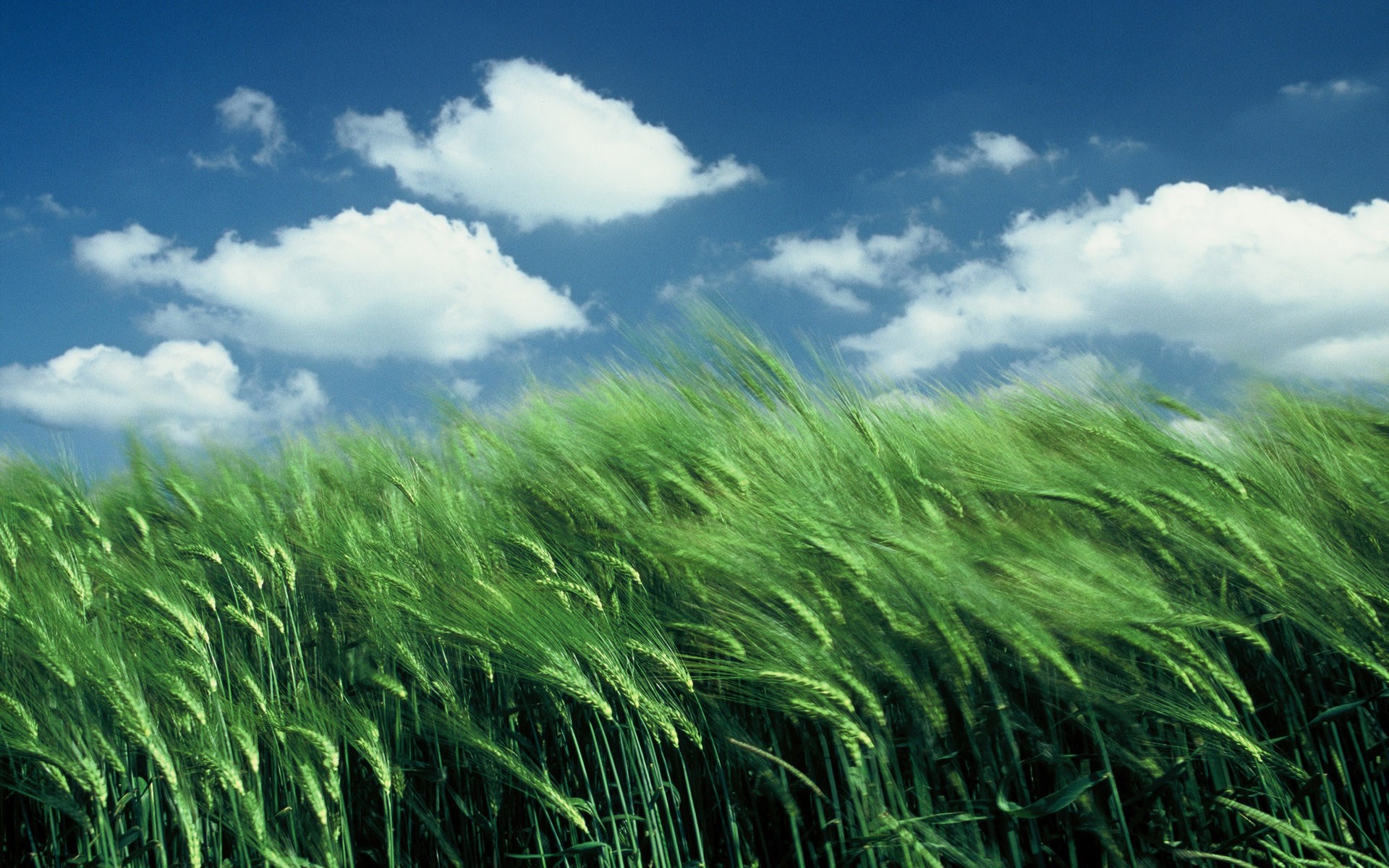 Green wheat field under a blue sky with clouds HD Wallpaper