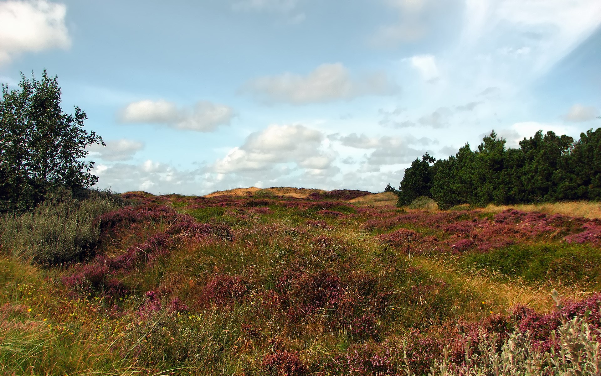 Heather and grass dunes with trees under a cloudy sky HD Wallpaper