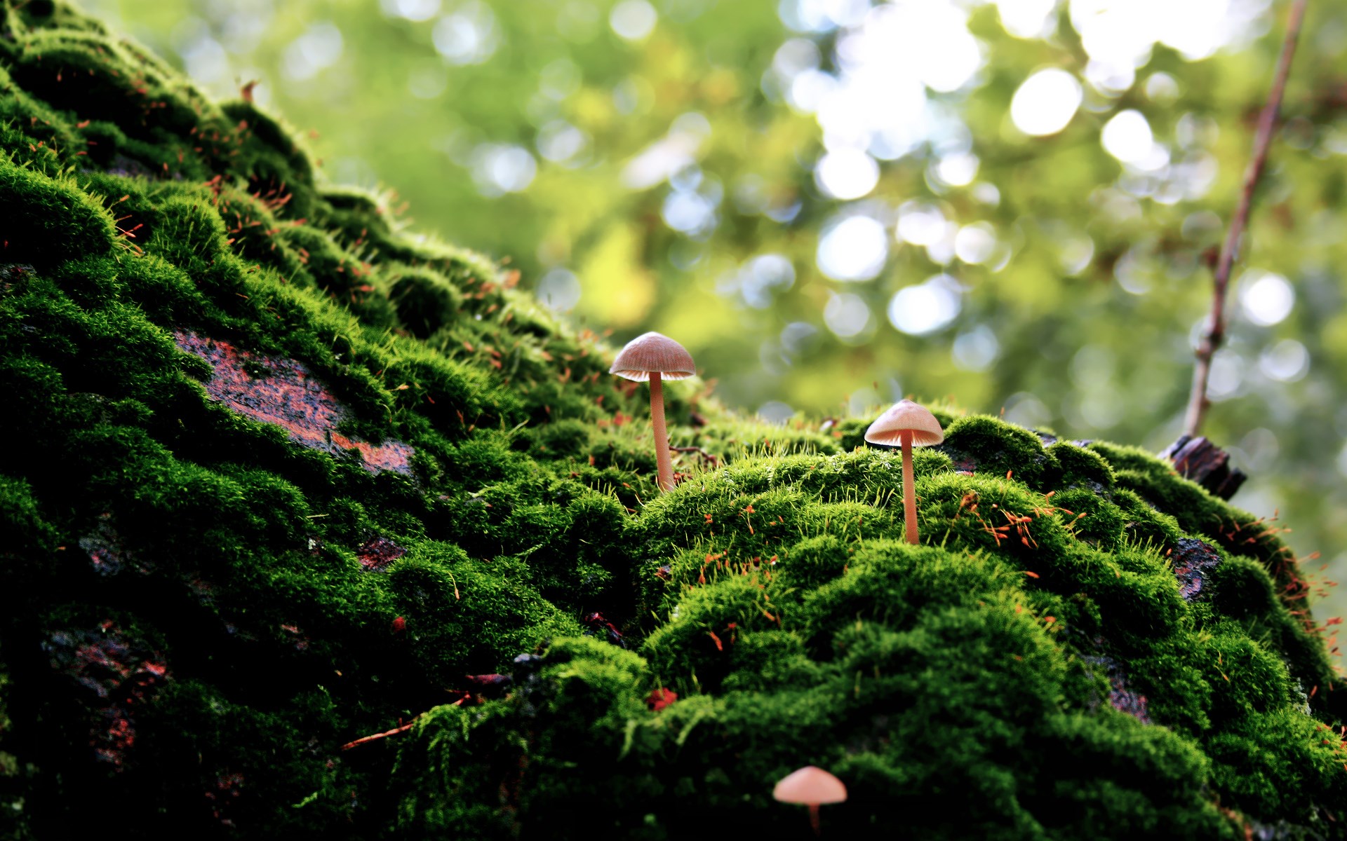 Mushrooms growing on mossy tree trunk HD Wallpaper
