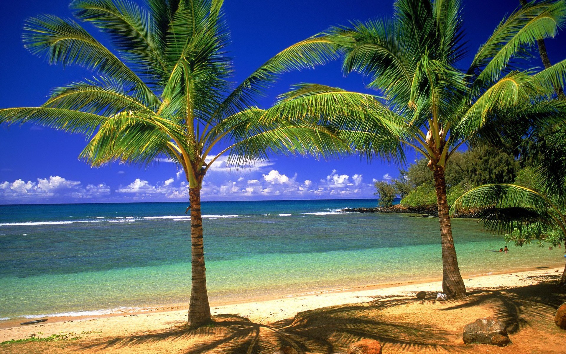 Palm trees on a tropical beach with clear blue water HD Wallpaper