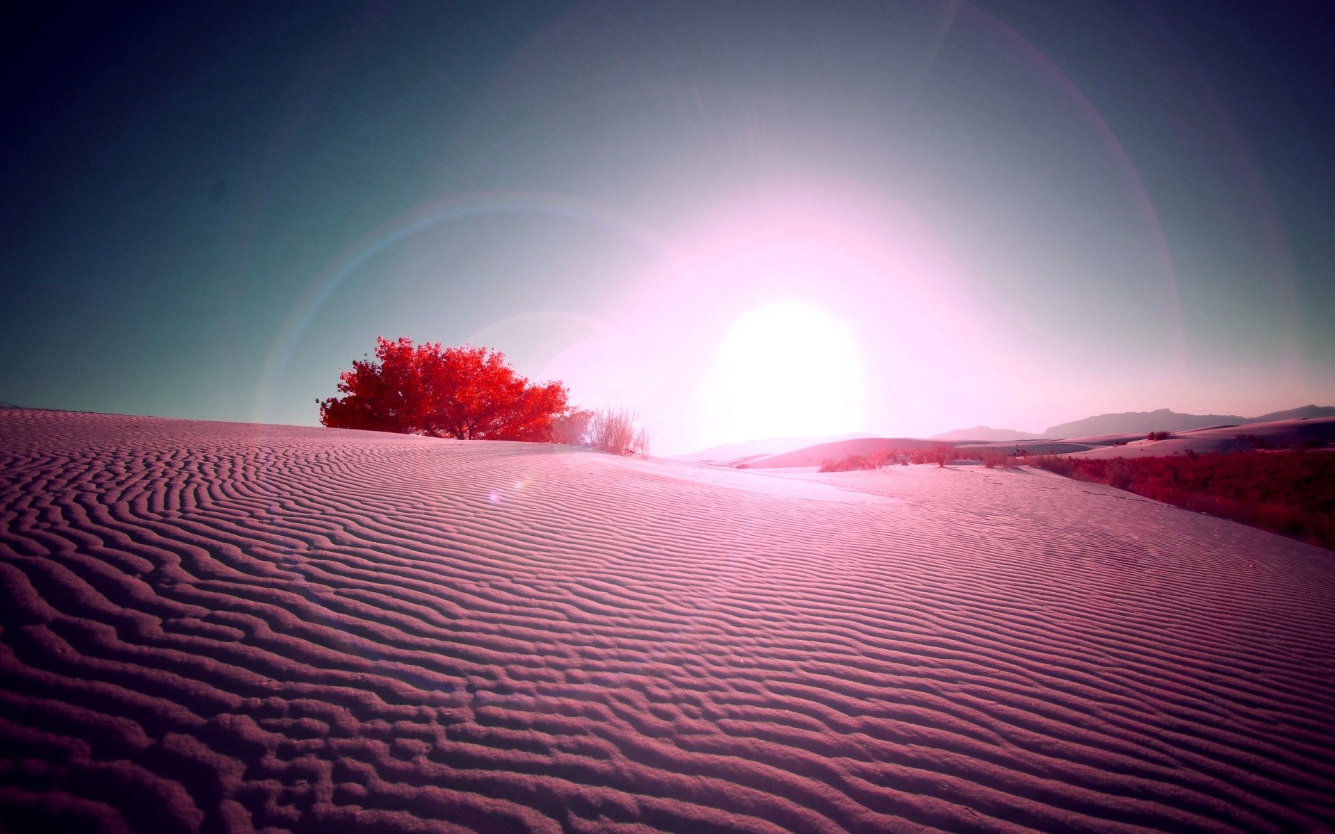 Desert dunes with a red tree and bright sun HD Wallpaper