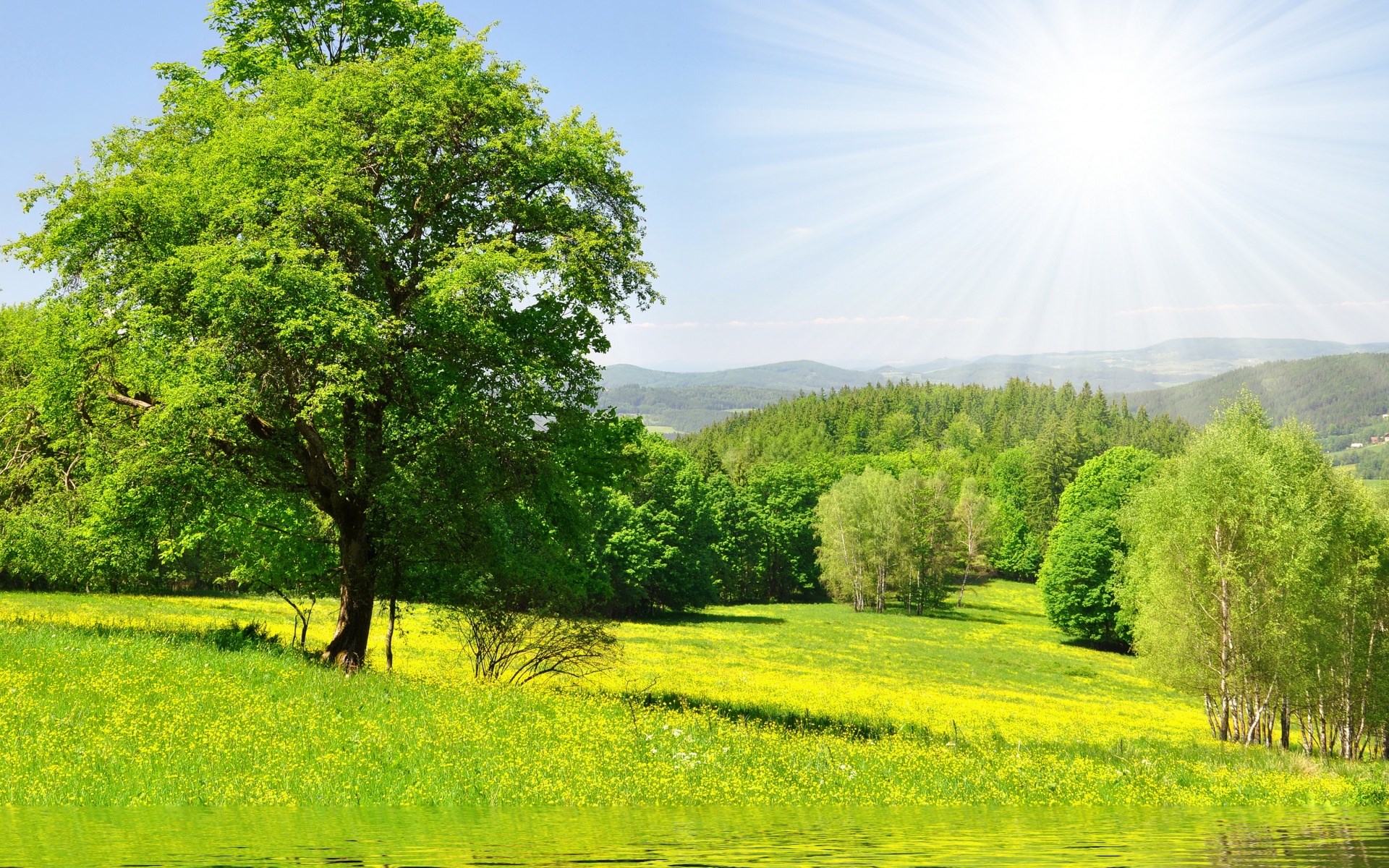 Sunny landscape with a large tree and rolling hills HD Wallpaper