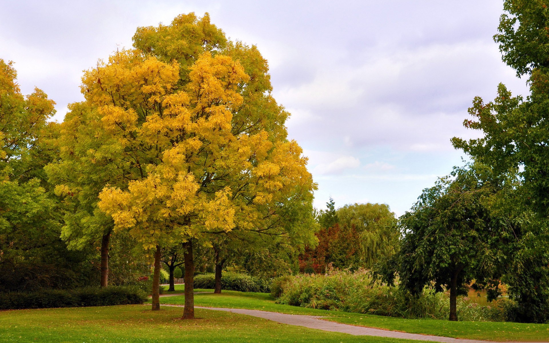 Park path with trees in autumn colors HD Wallpaper