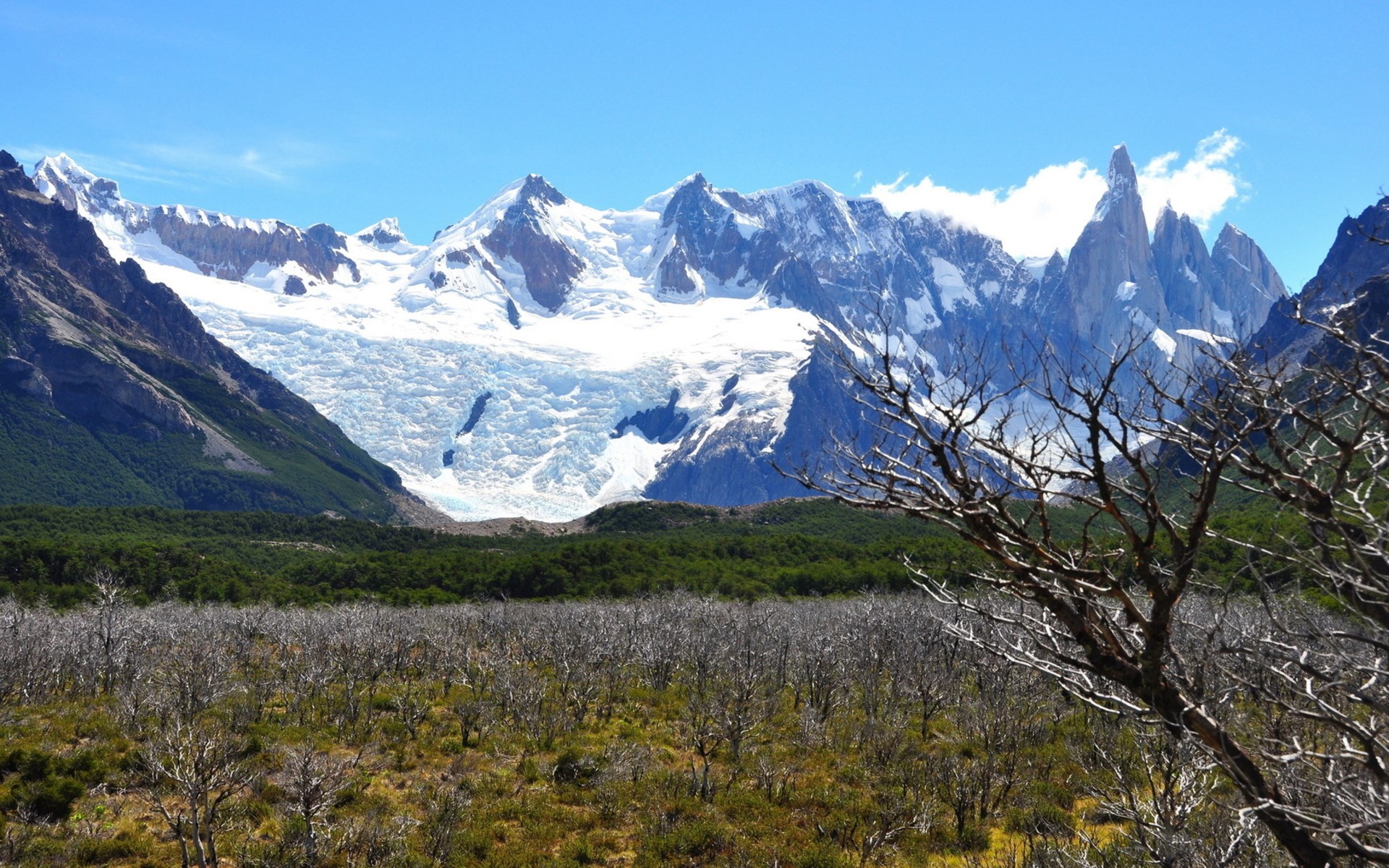 Snow-capped mountains and a glacier with dead trees in the foreground HD Wallpaper