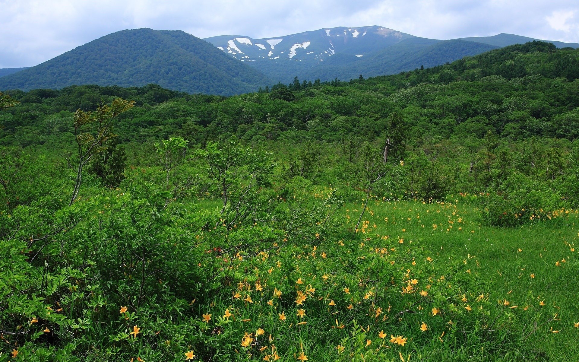 Mountain landscape with green forest and yellow flowers HD Wallpaper