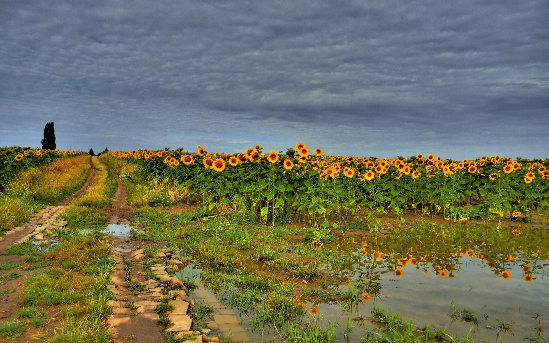 Sunflower field with a dirt road and puddles HD Wallpaper