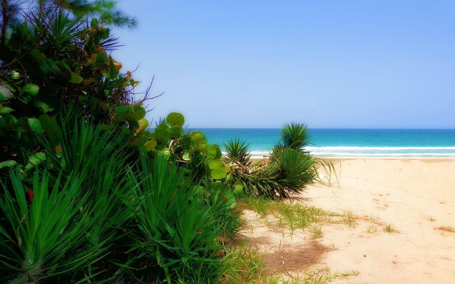 Tropical Beach with Lush Greenery and Ocean HD Wallpaper