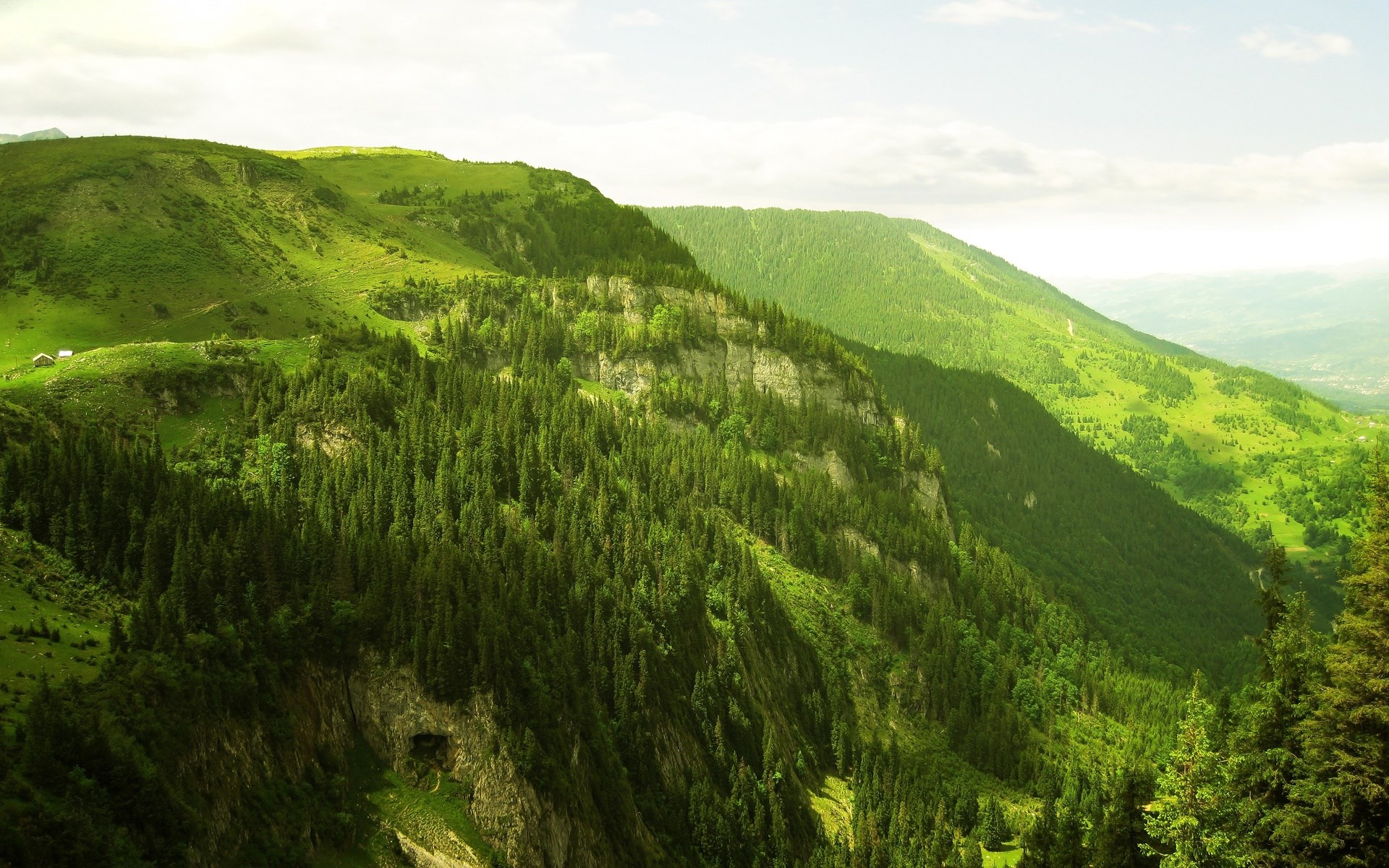 Green mountains covered with pine trees and grass HD Wallpaper